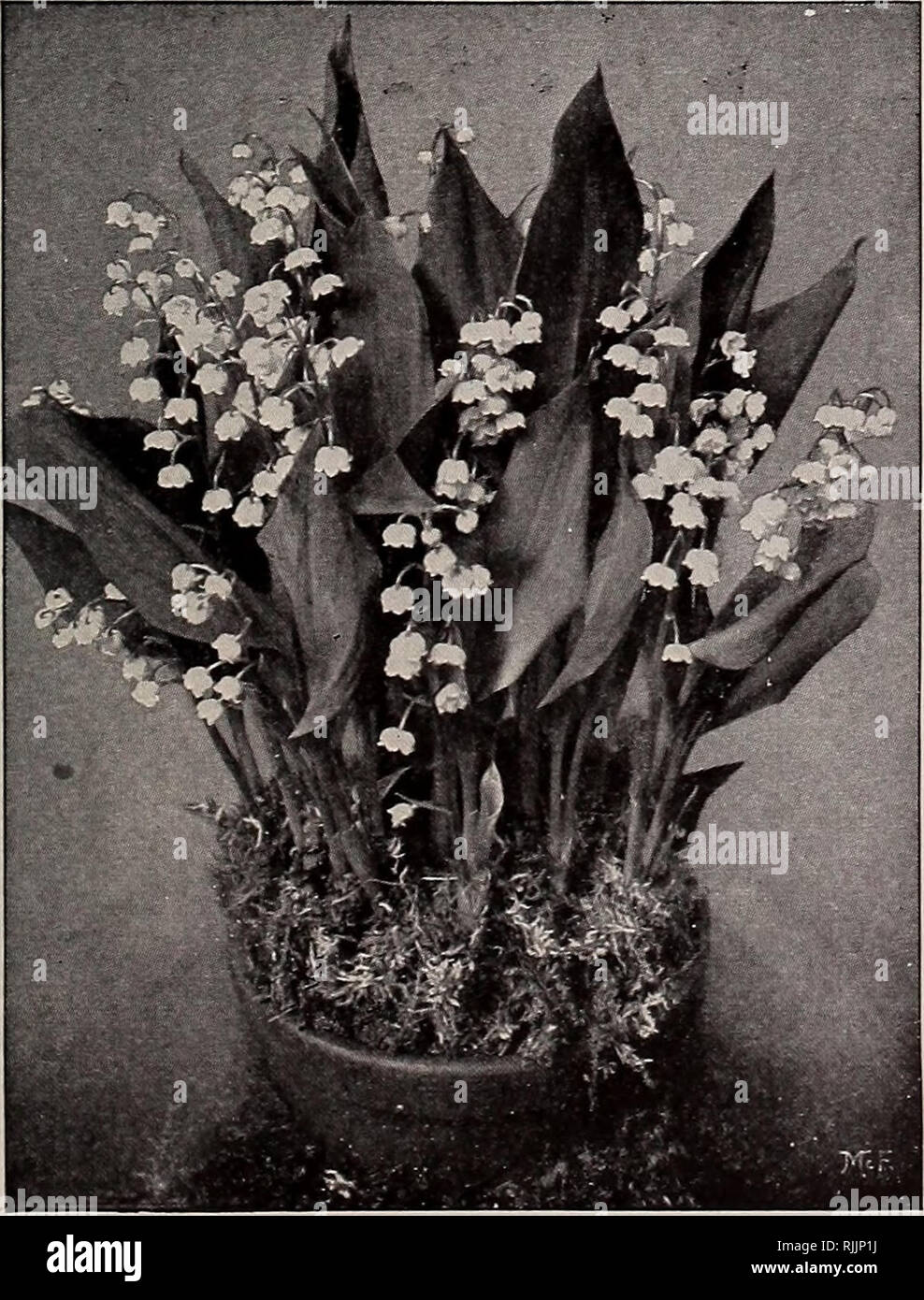 . Beckert's bulb catalogue : fall 1914. Nurseries (Horticulture) Pennsylvania Pittsburgh Catalogs; Nursery stock Pennsylvania Pittsburgh Catalogs; Flowers Seeds Pennsylvania Pittsburgh Catalogs; Bulbs (Plants) Pennsylvania Pittsburgh Catalogs; Gardening Pennsylvania Pittsburgh Equipment and supplies Catalogs. BECKERT'S ANNUAL AUTUMN CATALOGUE OF CHOICEST BULBS 19 INCARVILLEA (Hardy Gloxinia) Delavayi. Hardy, beautiful, trumpet- Each Doz. Doz. p'd. shaped, deep rose-carmine flowers with yellow throat; borne in clusters on iongstems. $0 15 $1 50 SI 62 Grandiflora. Beautiful pink; larger flowers  Stock Photo