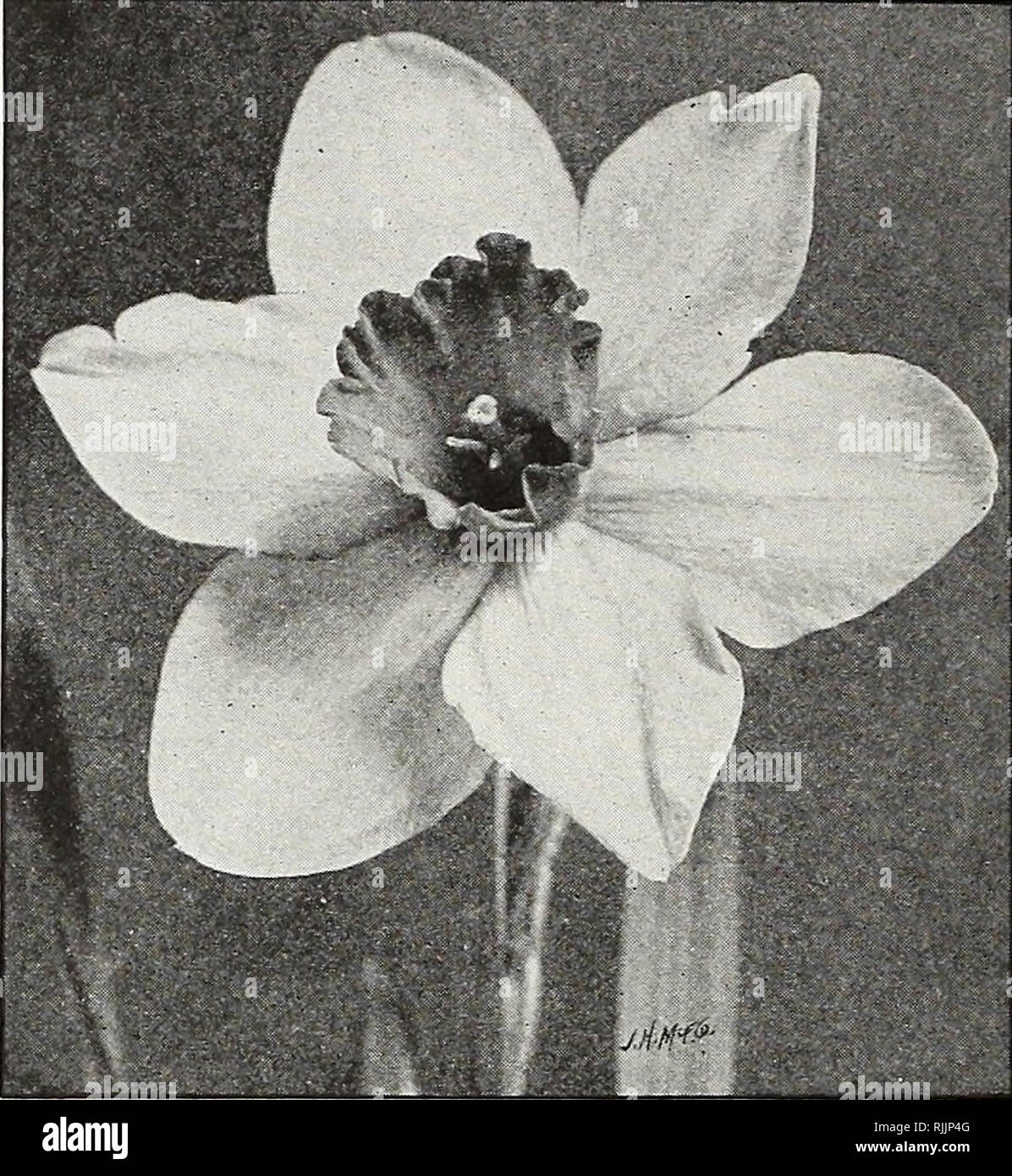 . Beckert's bulb catalogue. Nurseries (Horticulture) Pennsylvania Pittsburgh Catalogs; Nursery stock Pennsylvania Pittsburgh Catalogs; Flowers Seeds Pennsylvania Pittsburgh Catalogs; Bulbs (Plants) Pennsylvania Pittsburgh Catalogs; Gardening Pennsylvania Pittsburgh Equipment and supplies Catalogs. Madame Plemp Daffodils Sir Watkin Narcissus NARCISSUS INCOMPARABILIS, continued Sir Watkin (Giant Welsh Chalice Flower). Each Doz. 100 Largest of the Incomparabilis varieties; fine for forcing; cup yellow, perianth primrose. First size $0 04 $0 35 $2 25 Mammoth double-crown bulbs 05 45 3 00 Stella su Stock Photo
