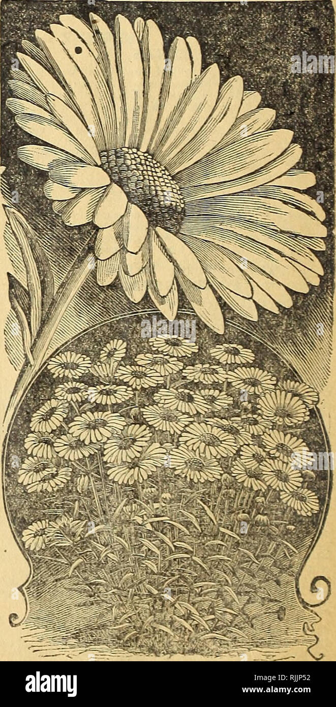 . Beautify your homes : 1901. Seed industry and trade; Seeds; Flowers; Plants, Ornamental; Bulbs (Plants); Roses. MANETTIA MANETTIA BICOLOR. The most wonderful new vine or plant that has yet been produced. It blooms in Winter as well as Summer. It is both a rapid and beautiful climber. The flowers are from an inch to an inch and a half in length, of a most intense bright scarlet, shading into flame, tipped with the deepest golden yellow, and covered with a thick scarlet moss. The blossoms remain on the plants for weeks be- fore falling. Has my highest commendation. Send to me and get the genui Stock Photo