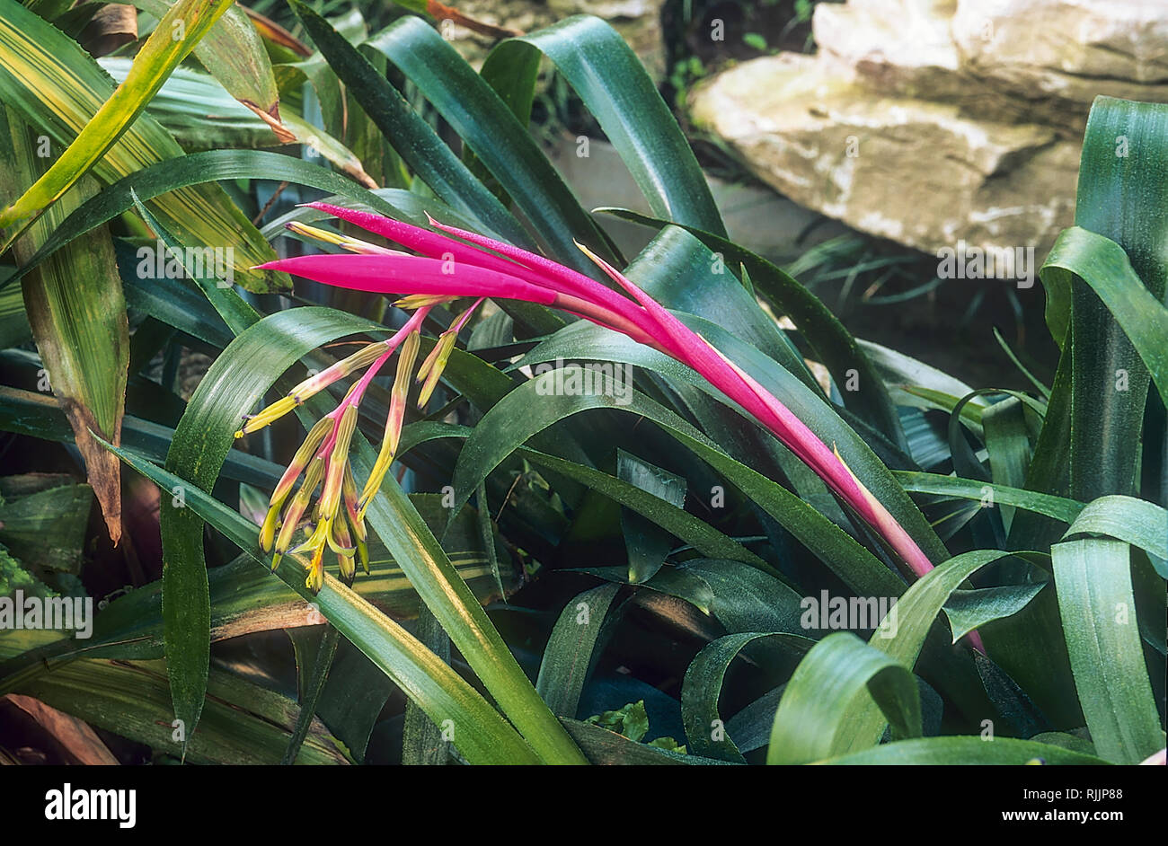 Billbergia nutans with long slender red bract flower stems showing Yelloish-green flowers  Is also called Friendship plant or Queens tears Stock Photo