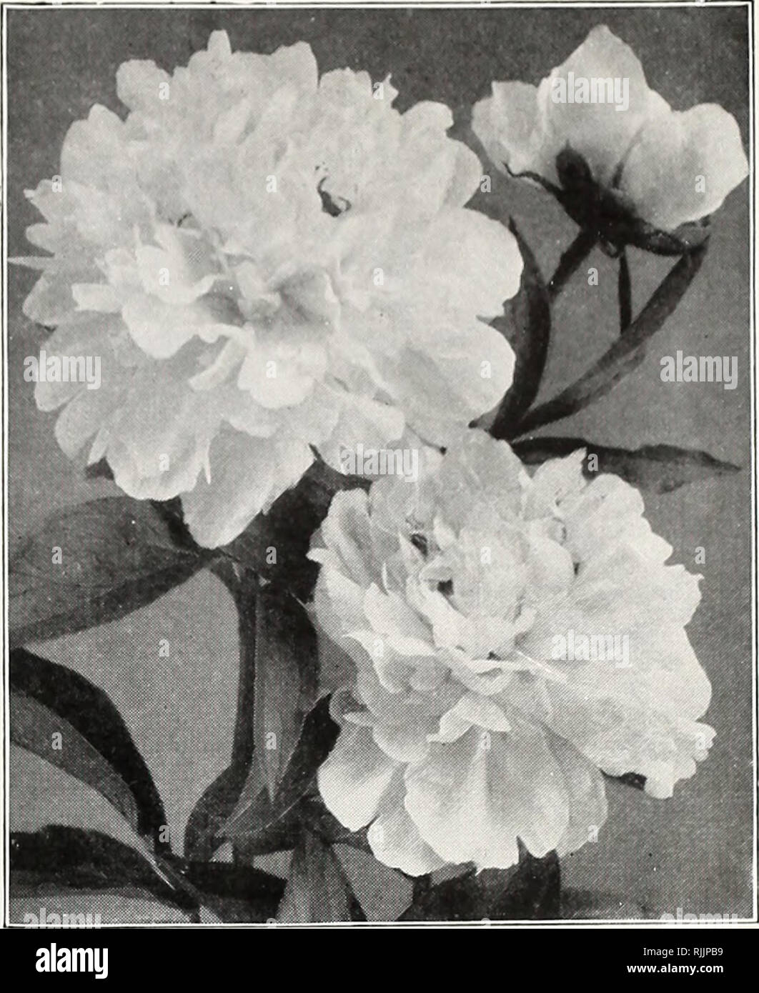. Beckert's 1921 bulb catalogue. Nurseries (Horticulture) Pennsylvania Pittsburgh Catalogs; Nursery stock Pennsylvania Pittsburgh Catalogs; Vegetables Seeds Pennsylvania Pittsburgh Catalogs; Flowers Seeds Pennsylvania Pittsburgh Catalogs; Bulbs (Plants) Pennsylvania Pittsburgh Catalogs. Peony, Festiva Maxima PEONIES K^^S Those who are lond of Peonies will be delighted with these modern marvels which the skill of the hybridizer has given us. Plant them in good, deep, rich soil so that the crown of the plant is about 2 inches below surface. Mailing weight, 16 ozs. each root AVALANCHE. Immense; s Stock Photo