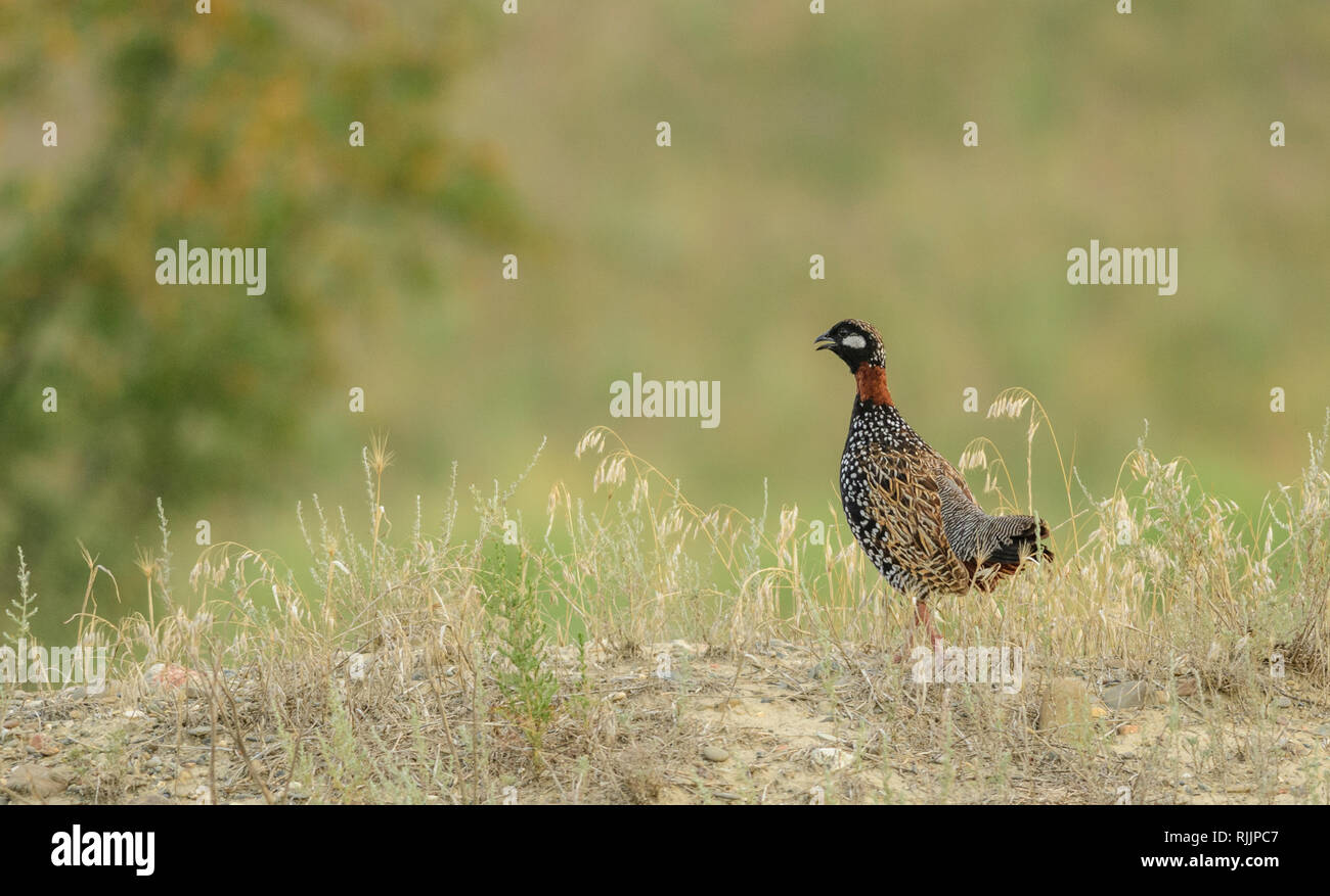 Male Black Francolin (Francolinus francolinus) in Chachuna Managed Nature Reserve, Georgia. Stock Photo