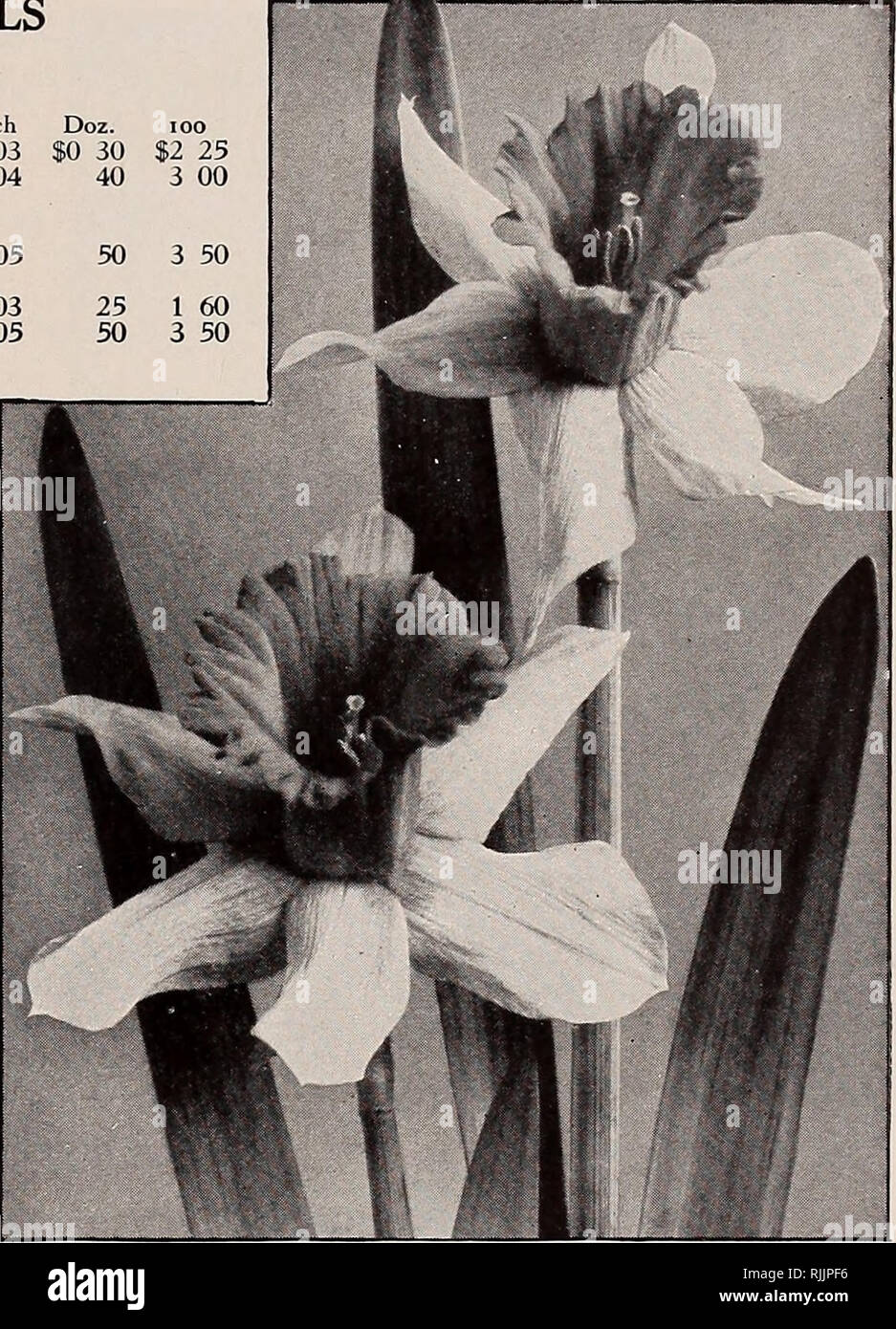 . Beckert's bulb catalogue : fall 1914. Nurseries (Horticulture) Pennsylvania Pittsburgh Catalogs; Nursery stock Pennsylvania Pittsburgh Catalogs; Flowers Seeds Pennsylvania Pittsburgh Catalogs; Bulbs (Plants) Pennsylvania Pittsburgh Catalogs; Gardening Pennsylvania Pittsburgh Equipment and supplies Catalogs. BECKERT'S ANNUAL AUTUMN CATALOGUE OF CHOICEST BULBS 11 06 15 $2 50 3 50 60 4 50 BICOLOR TRUMPET DAFFODILS The perianth white or light-colored, with yellow trumpet. Empress. Very large and beautiful white perianth, rich yellow trumpet. First size $20 per 1,000 Double-crown bulbs $25 per 1, Stock Photo