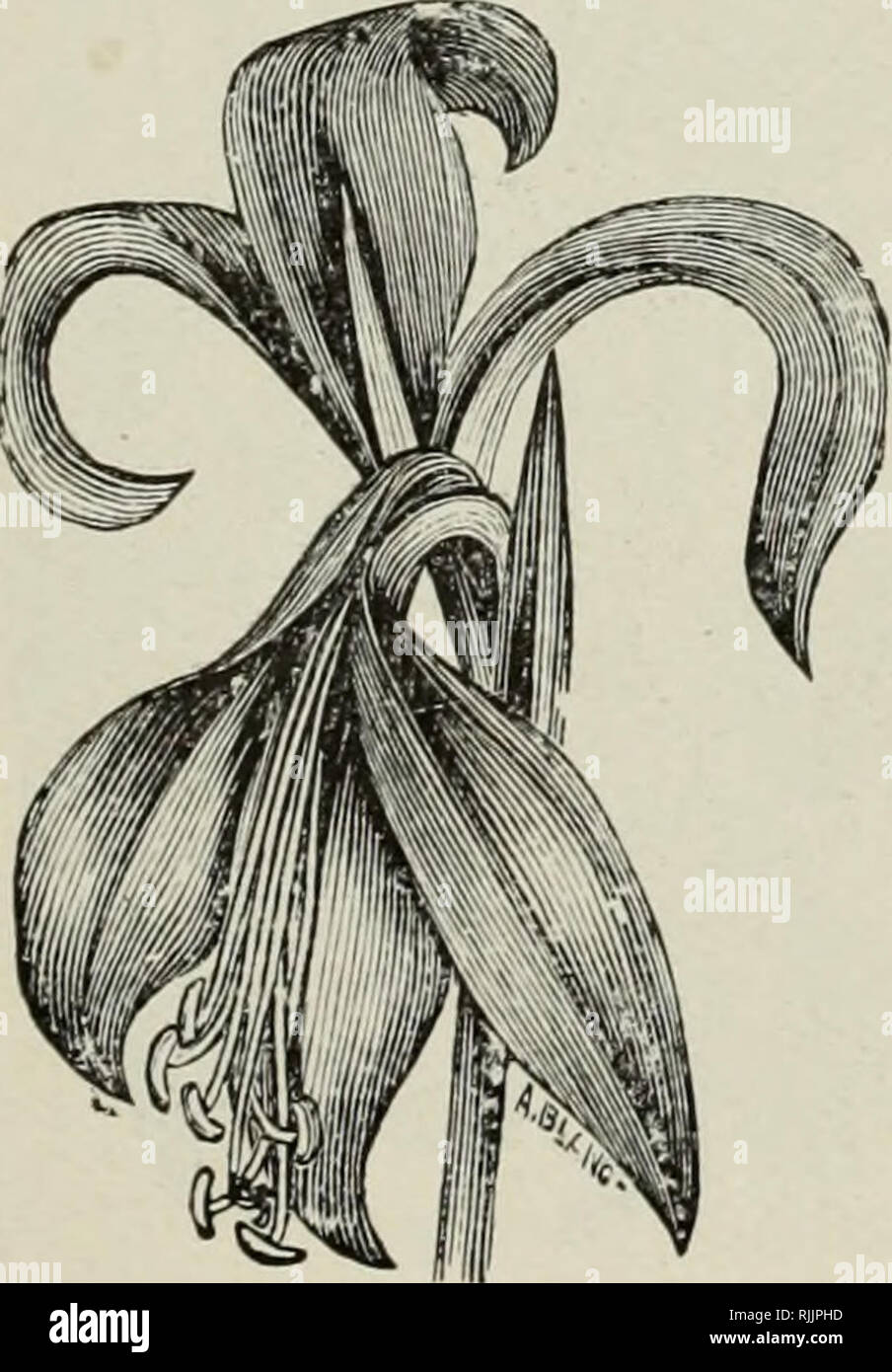 Beckert S Autumn List Of Bulbs 1899 Commercial Catalogs Seeds Bulbs Plants Seeds Catalogs Flowers Seeds Catalogs Garden Tools Catalogs Amaryllis Remarkably Handsome Flowers Which Last For A Long Time They
