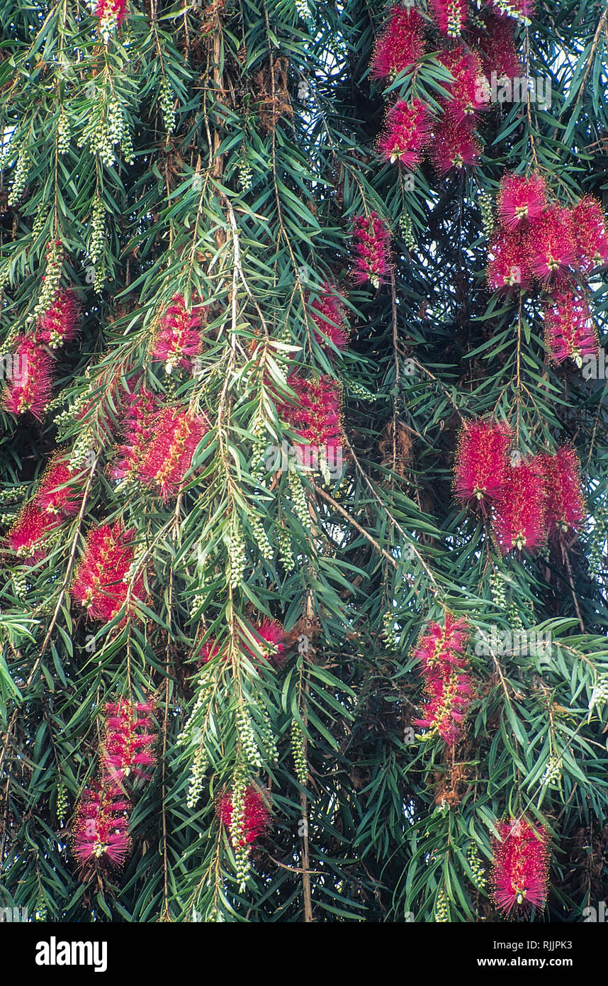 Callistemon Citrinus Cv. "splendens" - Callistemo (Alveolo Forestale) - Vivai Mola Della Badia - Foto 14