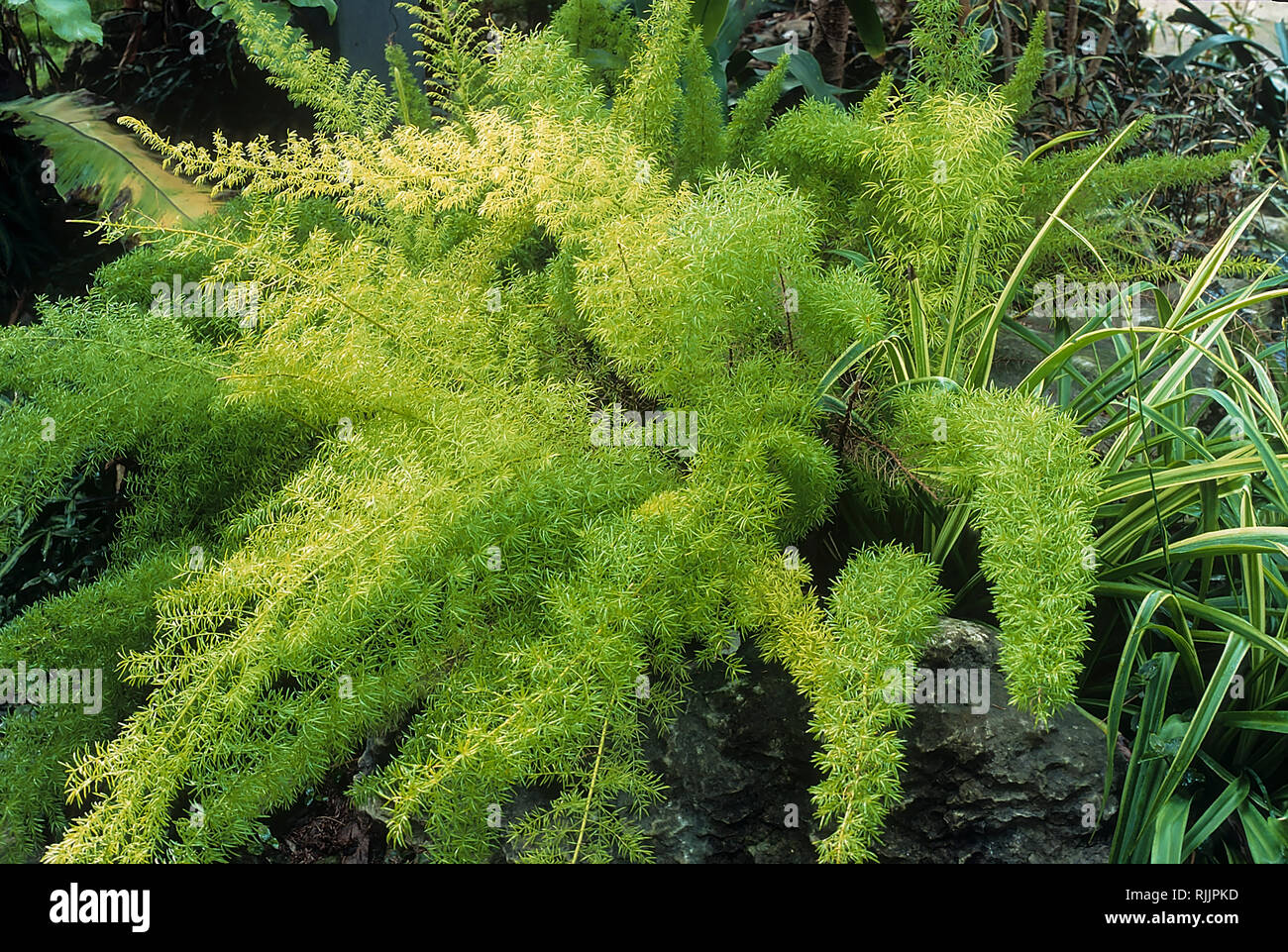 Asparagus fern hires stock photography and images Alamy