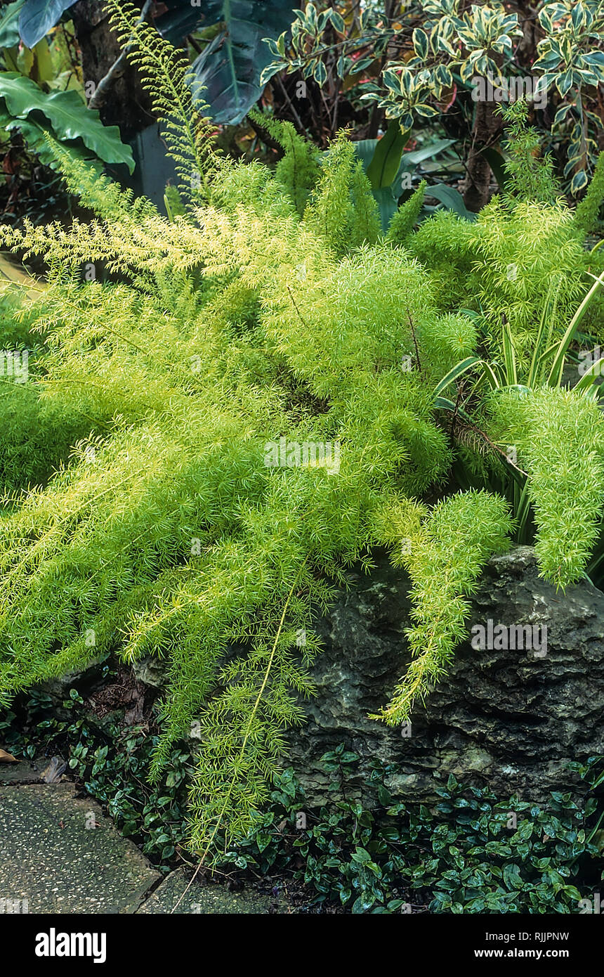 Asparagus fern hires stock photography and images Alamy