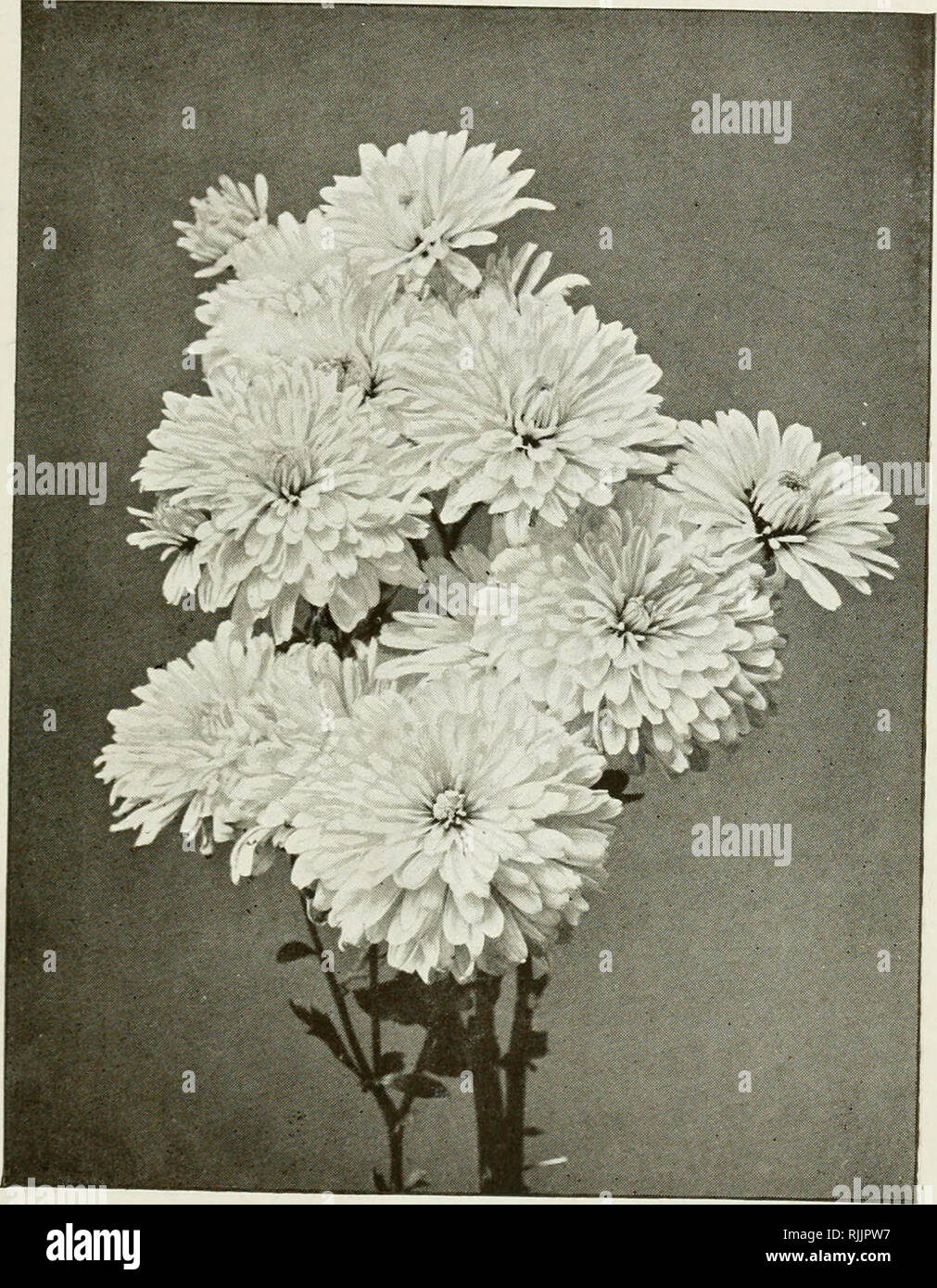 . Beautiful gardens : how to make and maintain them. Landscape gardening. CHRYSANTHEMUM WHITE PET, ONE OF MANY BEAUTIFUL VARIETIES SUITABLE FOR THE FLOWER GARDEN.. Please note that these images are extracted from scanned page images that may have been digitally enhanced for readability - coloration and appearance of these illustrations may not perfectly resemble the original work.. Wright, Walter Page, 1864-1940. London ; New York : Cassell and company Stock Photo