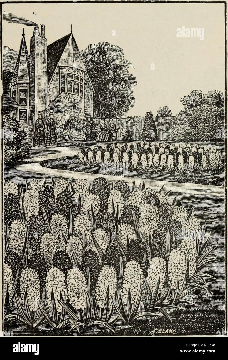 Beckert S Autumn List Of Bulbs 1899 Commercial Catalogs Seeds Bulbs Plants Seeds Catalogs Flowers Seeds Catalogs Garden Tools Catalogs Hyacinths Their Culture They Are Planted In For Outdoors Hyacinths Are Mostly