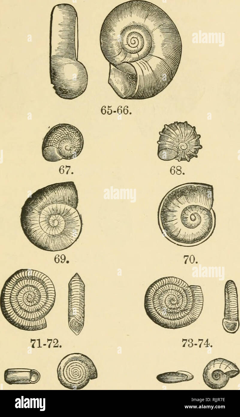. Beautiful shells; their nature, structure, and uses familiarly explained, with directions for collecting, cleaning, and arranging them in the cabinet and descriptions of the most remarkable species. Shells. Shells of Cnwmnn Occurrence, 153. 75-76. 77-78. 65-66. Planorbis corneus (the Homy Coil Shell), Linnceus. 67. P. albus (the White Coil Shell), Miiller. 68. P. nautileus (the Nautilus Coil Shell), Linnceus. 69. P. marginatus (the Margined Coil Shell), Draparnaud. 70. P. carinatus (the Carinated Coil Shell), Miiller. 71-72. P. vortex (the Whorl Coil Shell), Linnceus. 73-74. P. spirorbis (th Stock Photo