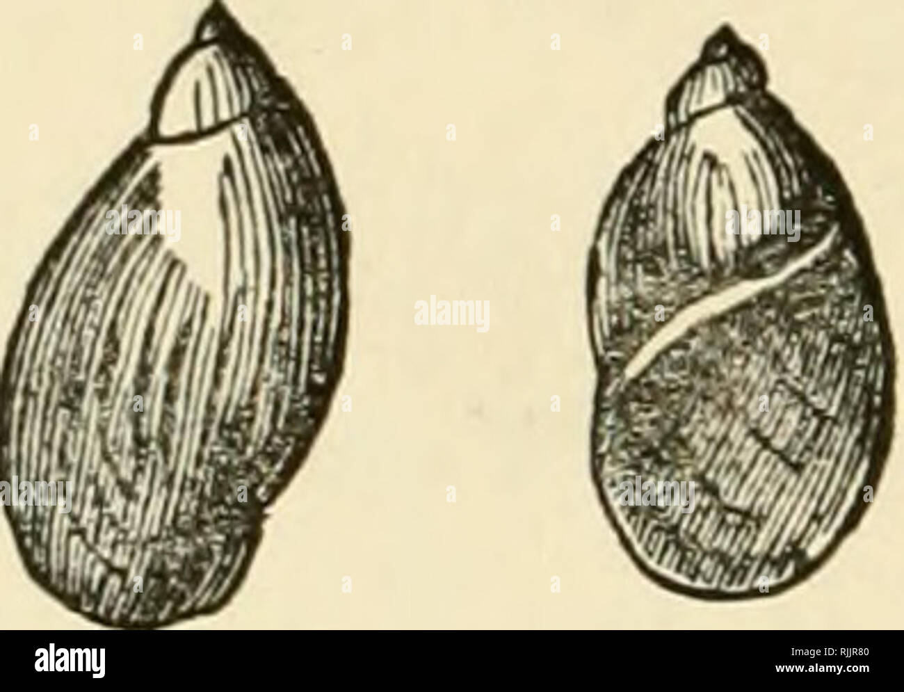 . Beautiful shells; their nature, structure, and uses familiarly explained, with directions for collecting, cleaning, and arranging them in the cabinet and descriptions of the most remarkable species. Shells. 152 Beautiful Shells. amber, and putris means filthy; but there is nothing repulsive about the shell, which, with its variety, S. gracilis (slender, is found always near water.. 60. 61-62. 63. 64. 60. Achatina acicula (the Needle Agate Shell), Muller. 61-62. Succinea putris (the Common Amber Snail), LinncBus. 63. Physa fontinalis (the Stream Bubble Shell), iUd. 64. P. hypnorum (the Slende Stock Photo