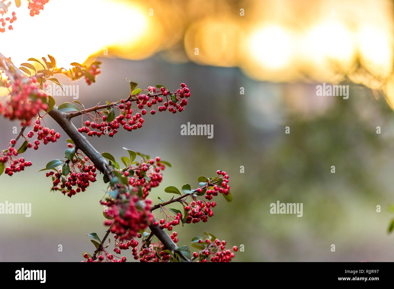 closeup of red berries of firethorn in winter Stock Photo