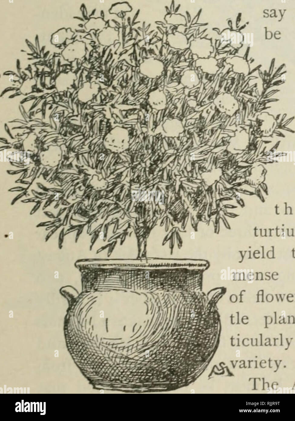 . The beautiful flower garden, its treatment with special regard for the picturesque. Written and embellished with numerous illustrations by F. Schuyler Mathews. With notes on practical floriculture by A.H. Fewkes. Floriculture. MARIGOLD (Tagetes). adapted to a position where its pretty leafage and bean- blossom shaped flowerets will show off against a dark back- ground. The plant grows to a spreading size and its flowers are daintily tinged with j^ale lake, magenta, solferino, and blue-purple. The white is less interesting to me; I prefer the Lupin in mixed variety, as its variations in color Stock Photo