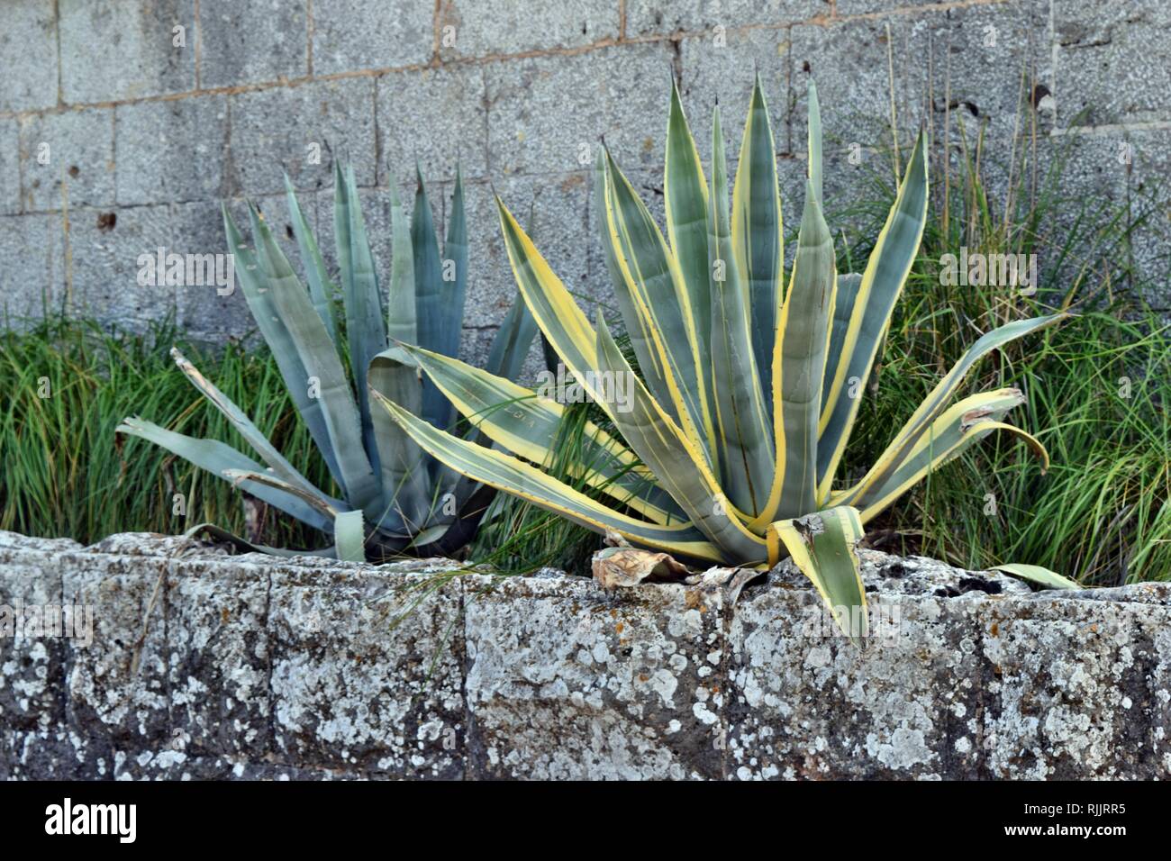 thumbnail image 2 of Agave Americana (Century Plant) - World Of Succulents 2 of 13