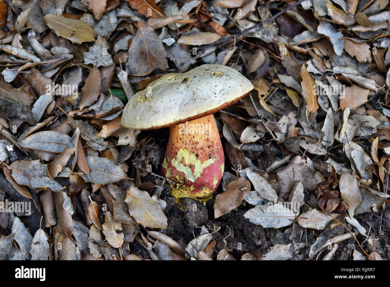 Ddevil's bolete, Boletus satanas mushroom is growing in the forest in Mallorca, Spain Stock Photo