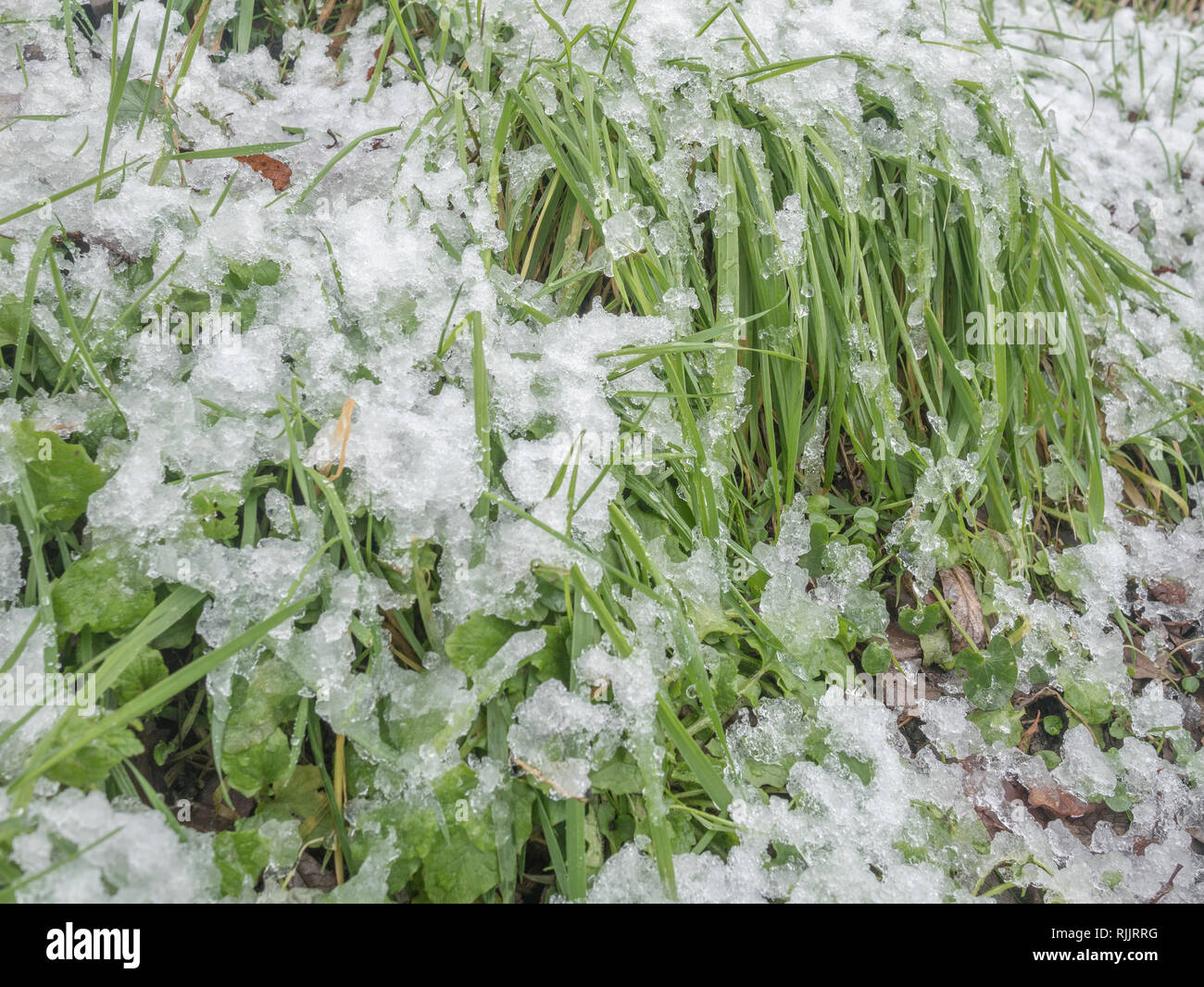 Thawing melting snow on grass in 2019 Stock Photo Alamy