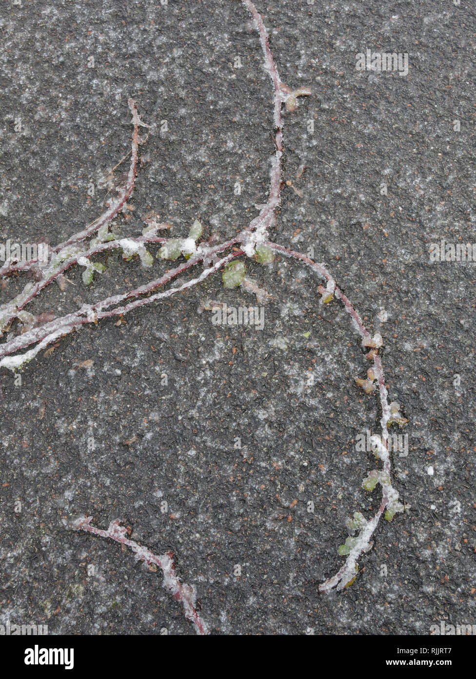 Frozen bramble canes hires stock photography and images Alamy