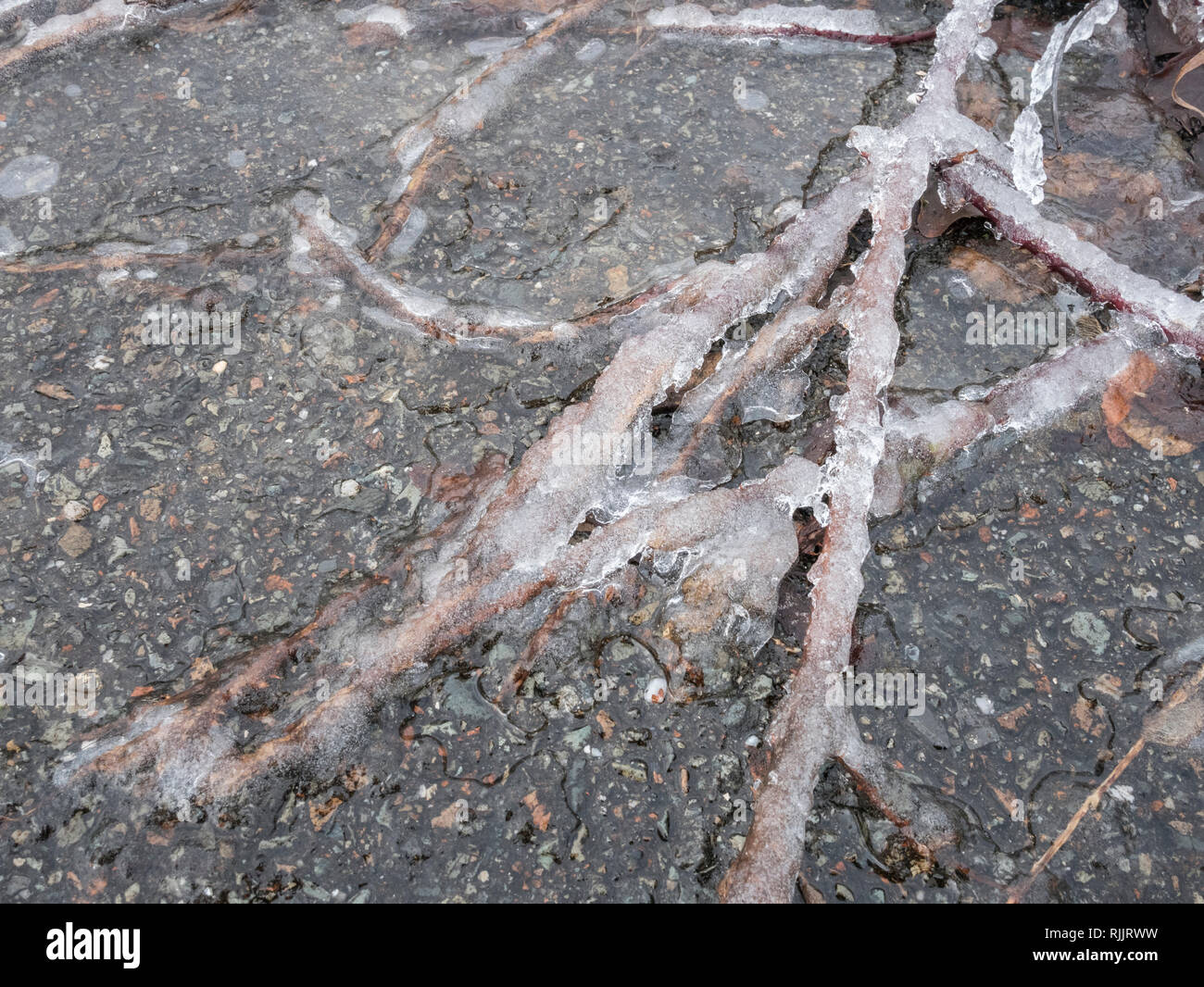 Ice of ground trailing bramble canes Stock Photo Alamy