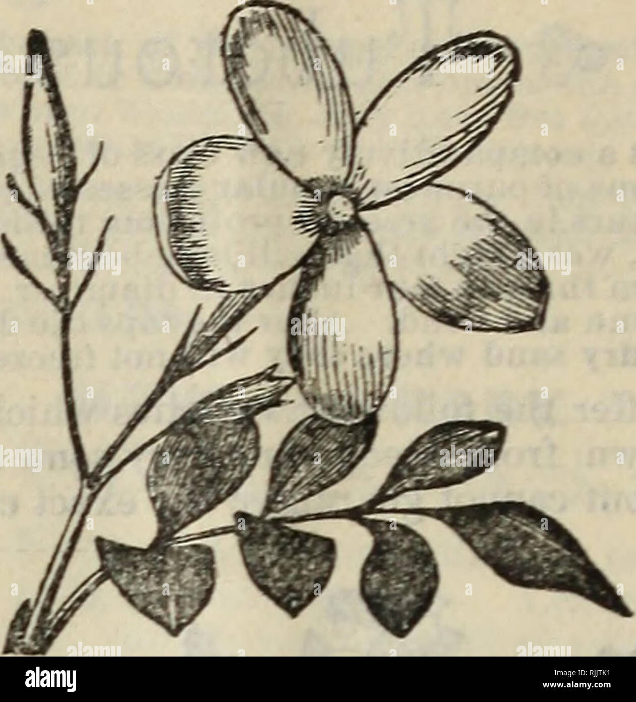 Beautiful Flowers For 1888 Nurseries Horticulture Ohio Catalogs Flowers Catalogs Plants Catalogs Jasmine Type Of Carnation The Carnation Is Certainly One Of The Very Sweetest And Most Beautiful Flowers Grown It