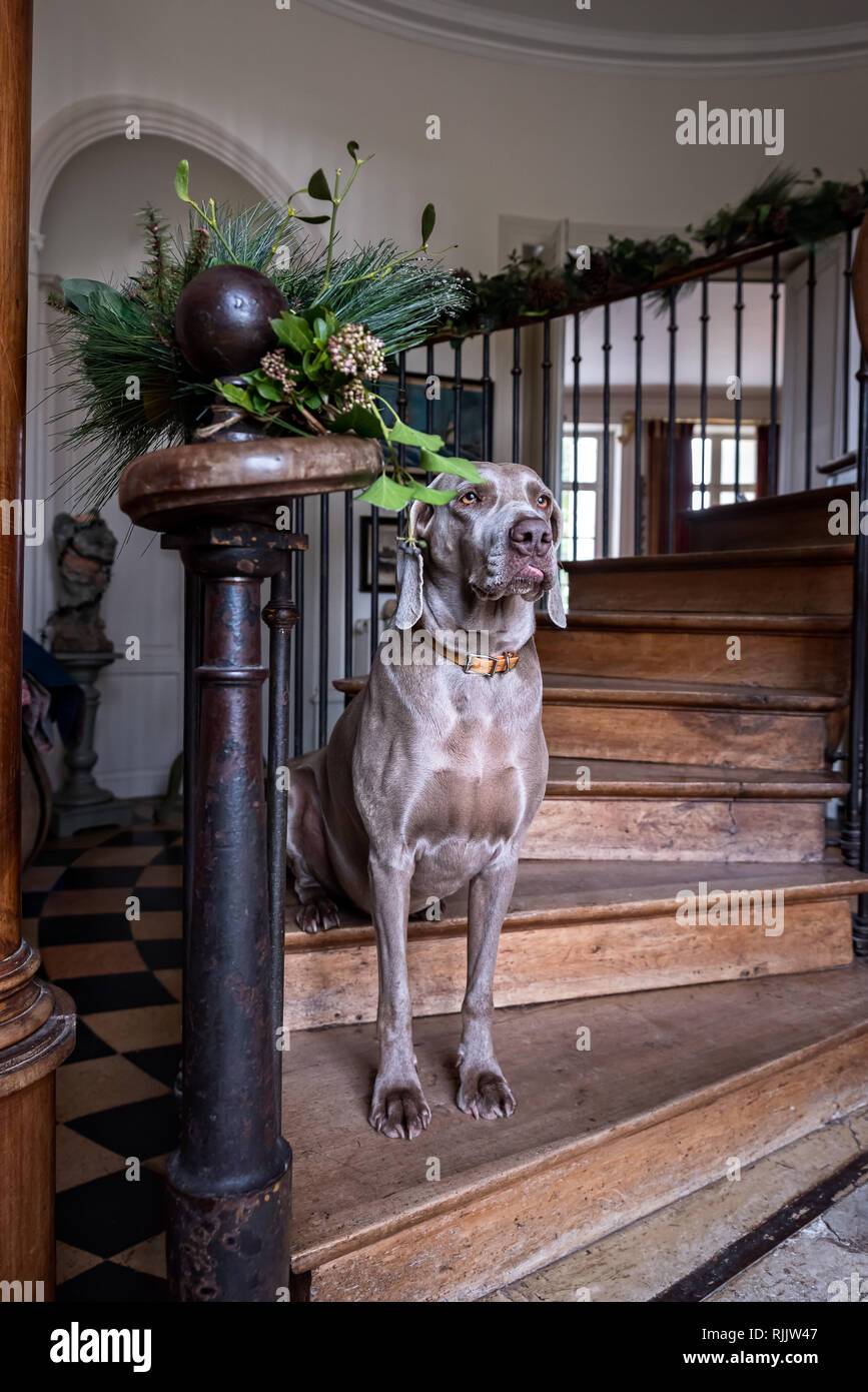 Weimariner dog on walnut staircase Stock Photo