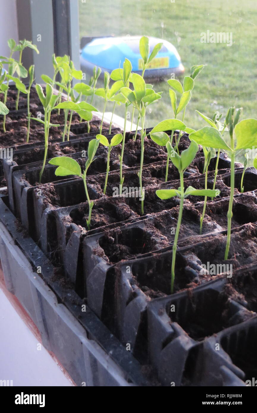 Sweet Pea seedlings on windowsill Stock Photo