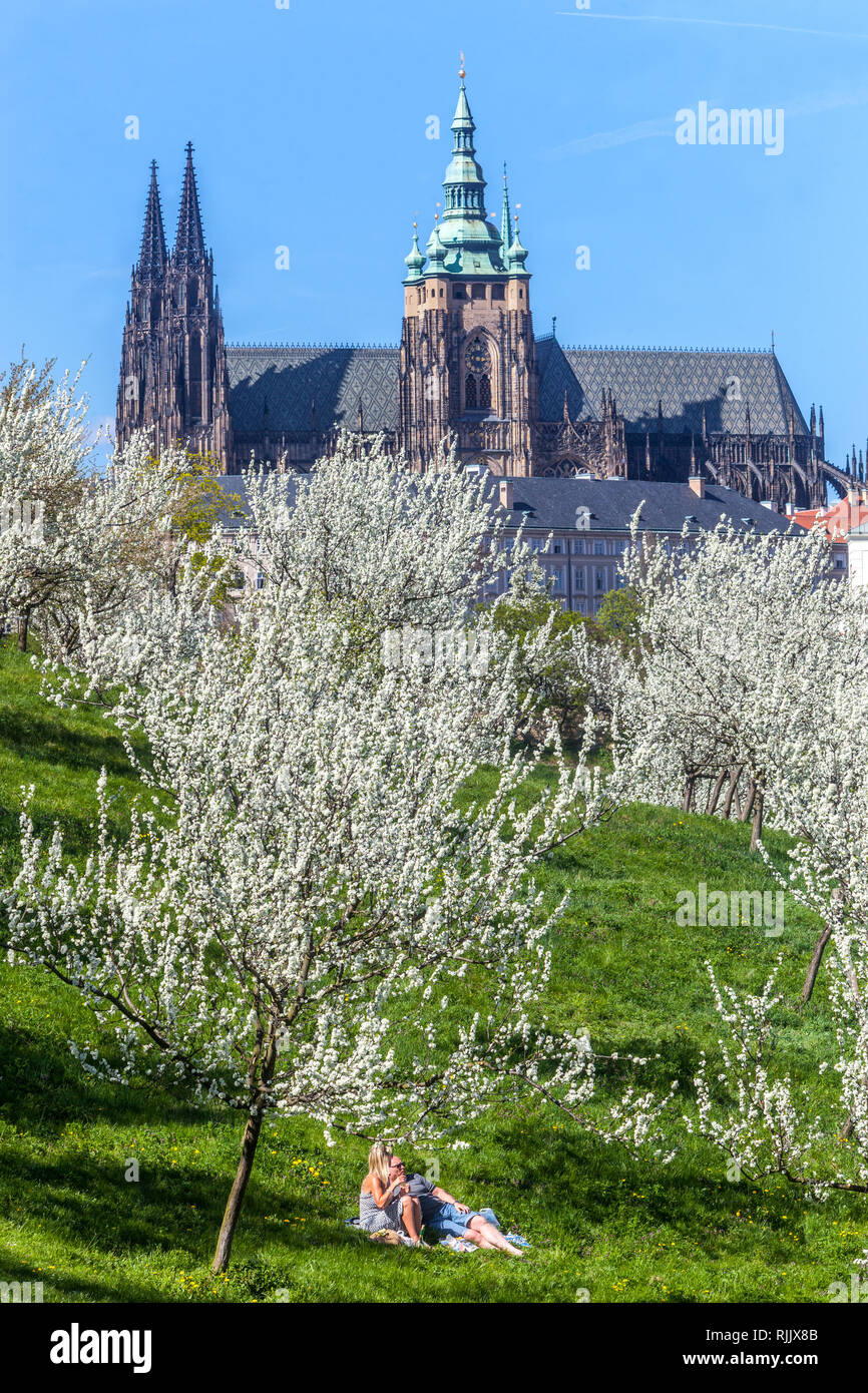 Blooming Trees in Petrin Hill Prague Spring Couple Prague Castle view Cathedral Prague Romantic Couple Petrin Gardens Prague Petrin City Park April Stock Photo