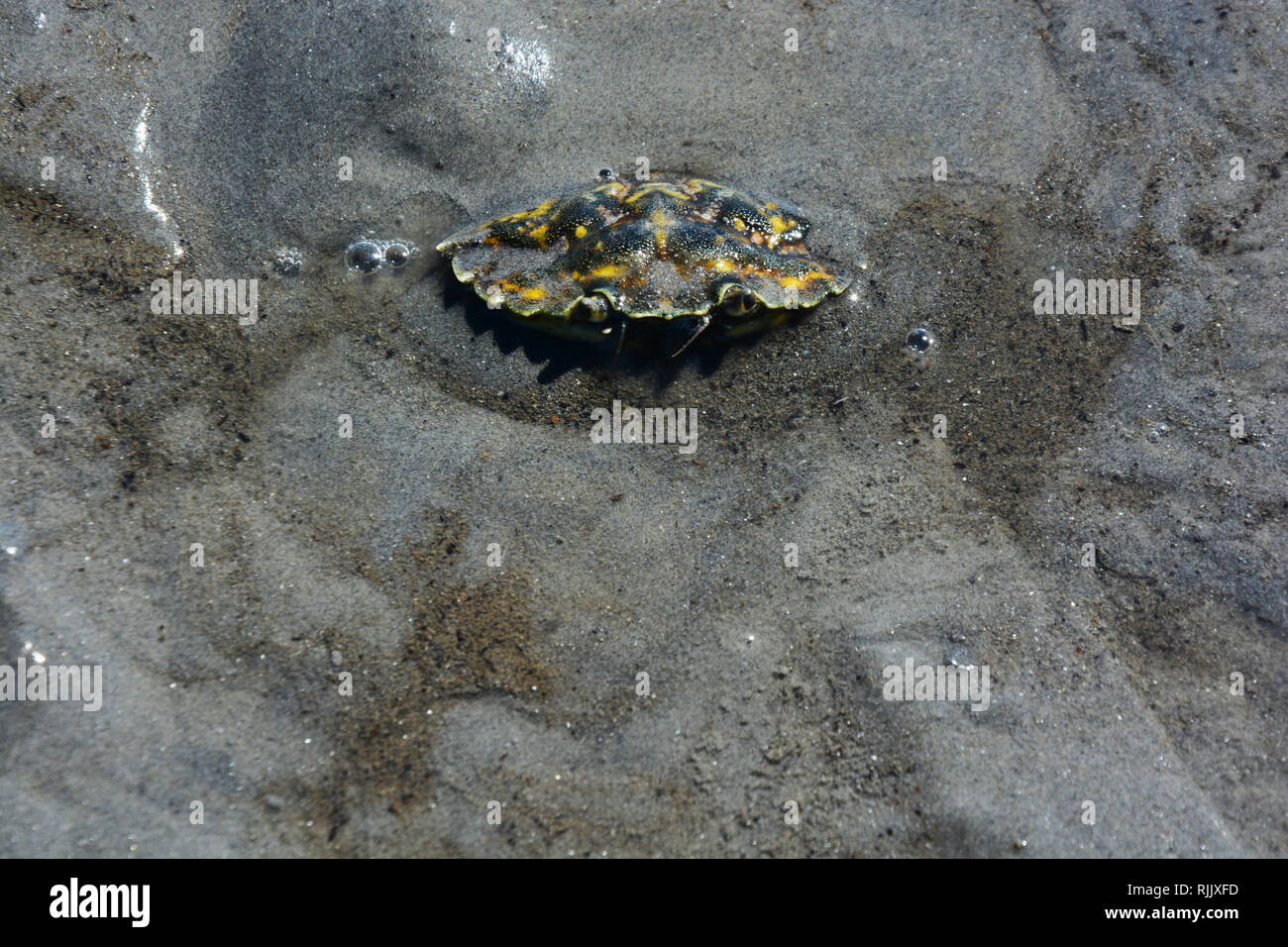 Krebs, Krabbe, Wattenmeer, Watt, Hintergrund Stock Photo