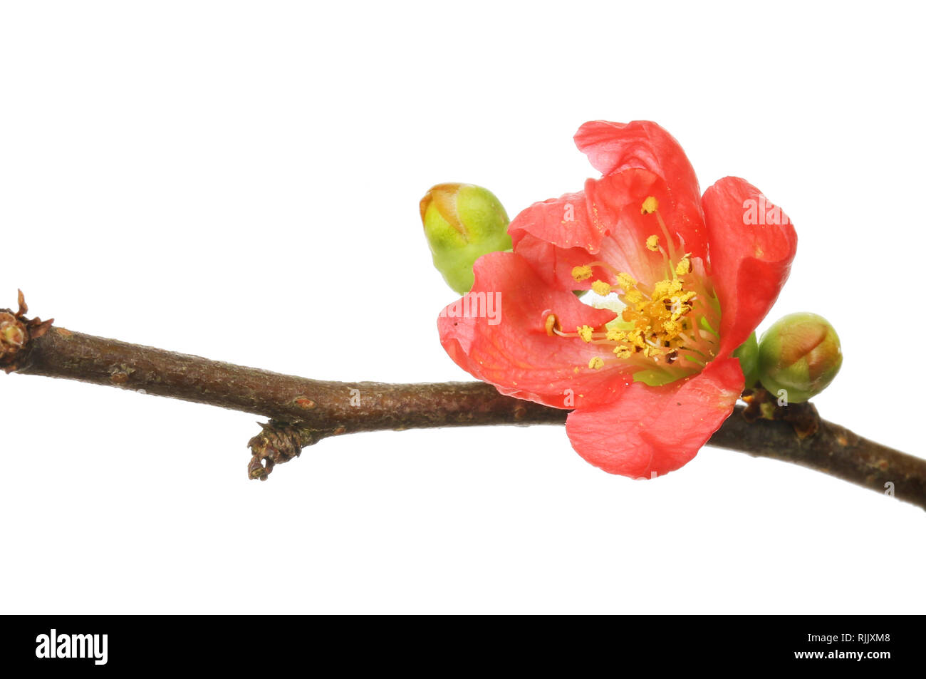 Chaenomeles flower and buds isolated against white Stock Photo