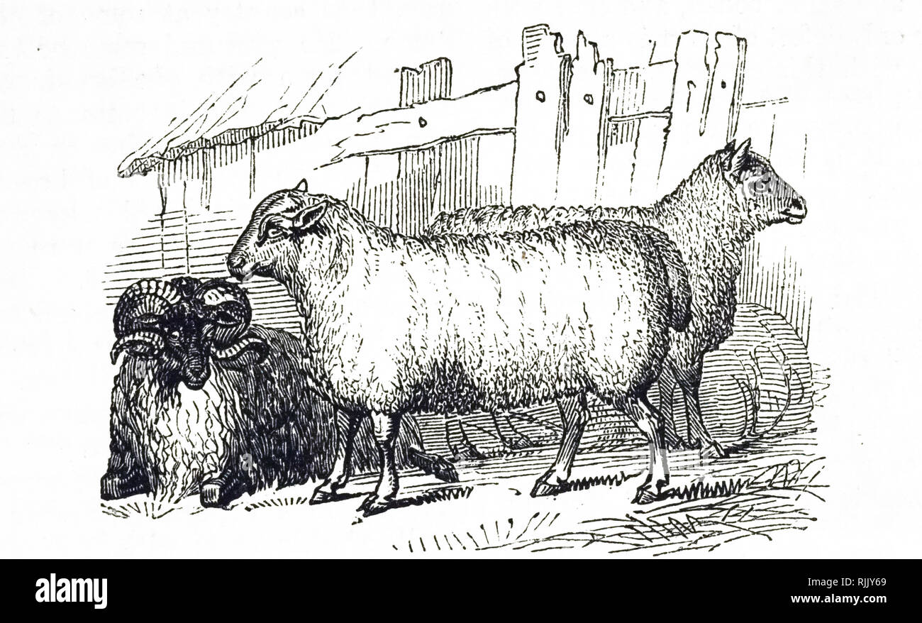 An engraving depicting various breeds of sheep. Left to right: Black-faced, Leicester and Southdown Sheep. Dated 19th century Stock Photo