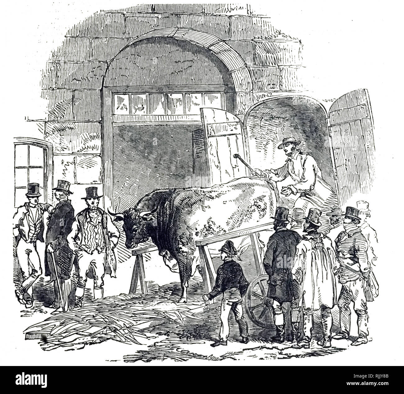 An engraving depicting the delivery of a Hereford Ox to the Christmas fatstock show, London. Dated 19th century Stock Photo