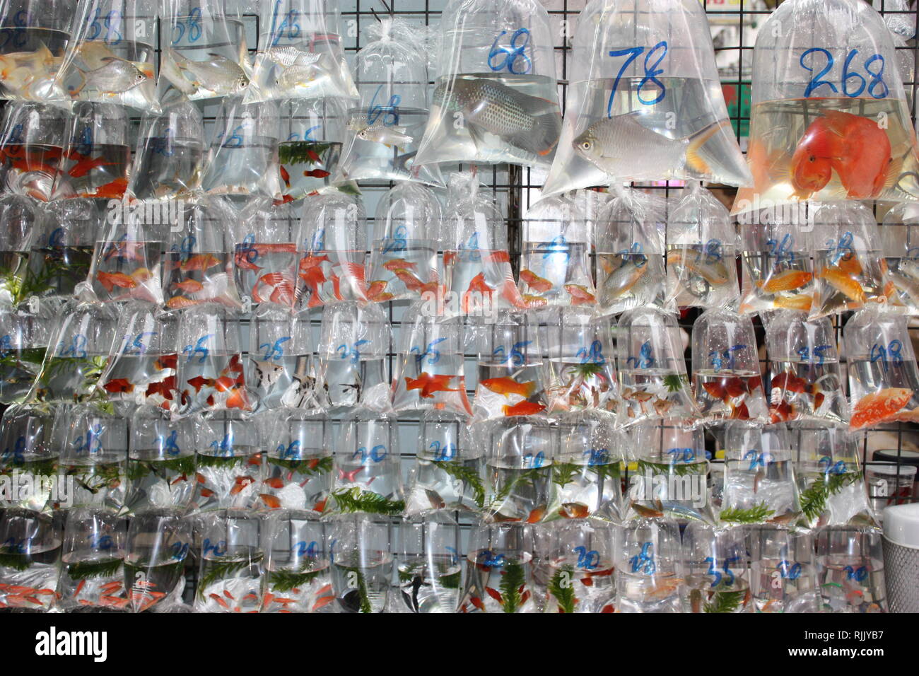 Fish on market alive Stock Photo - Alamy