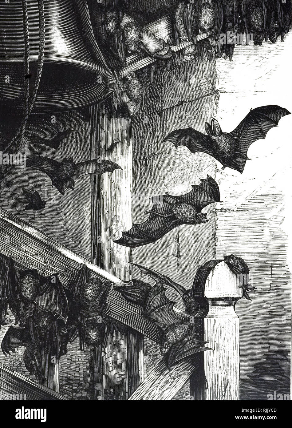 An engraving depicting bats living in a bell tower. Dated 19th century ...