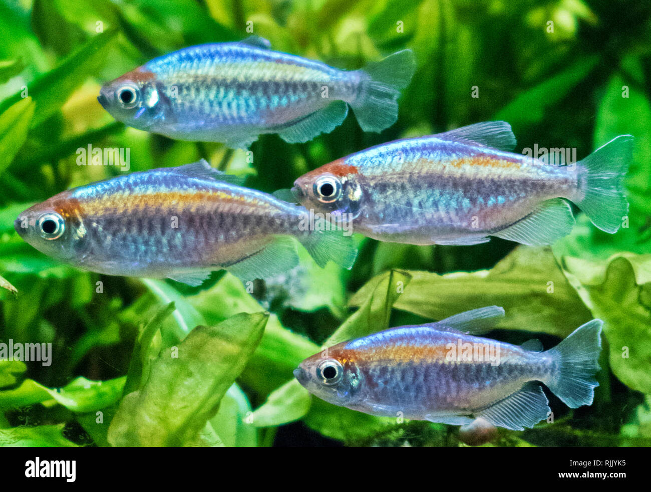 Shoaling Congo Tetras Tropical Freshwater Fish ( Phenacogrammus interruptus ) Stock Photo