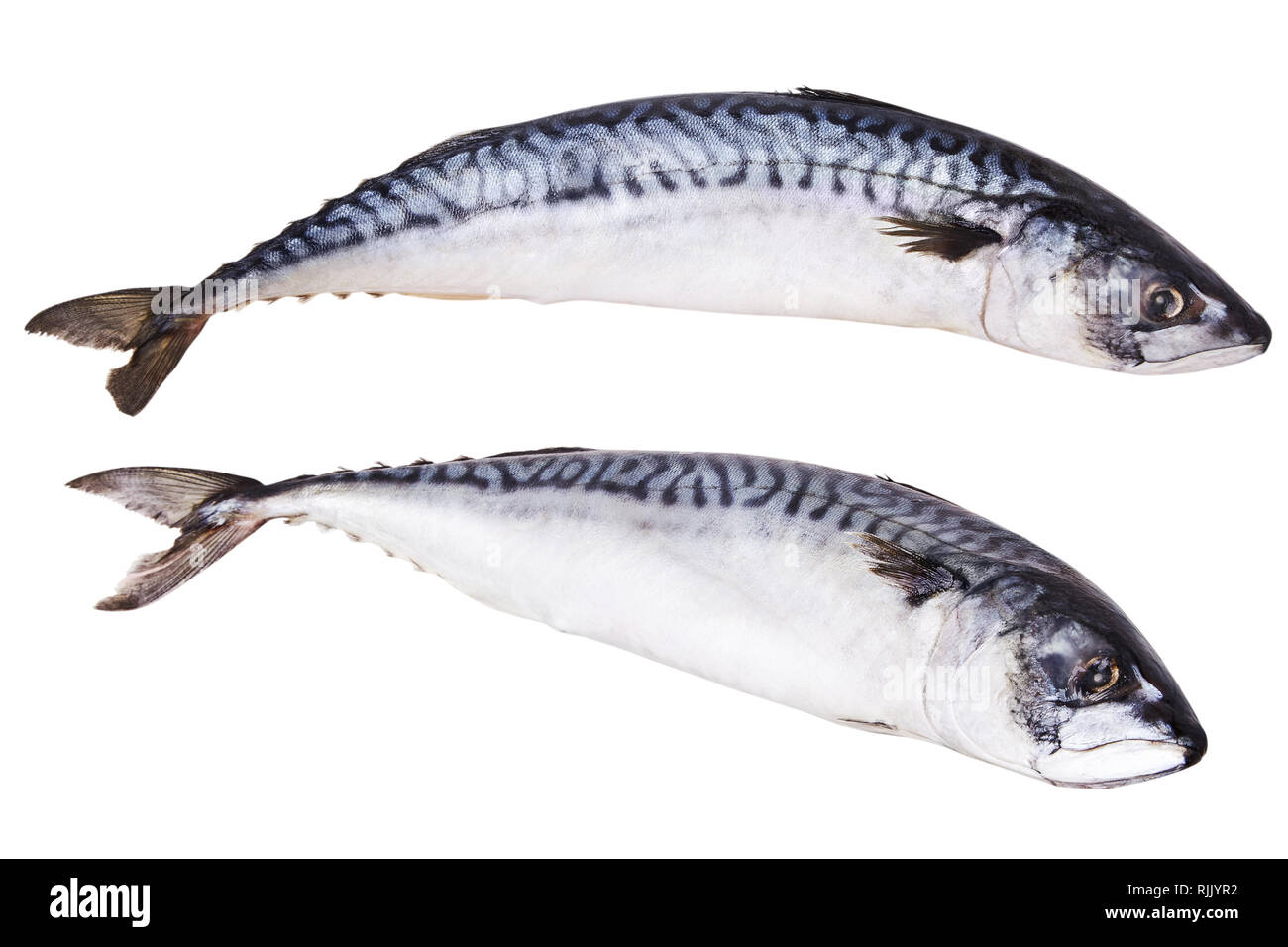 King Mackerel Fish In Tamil