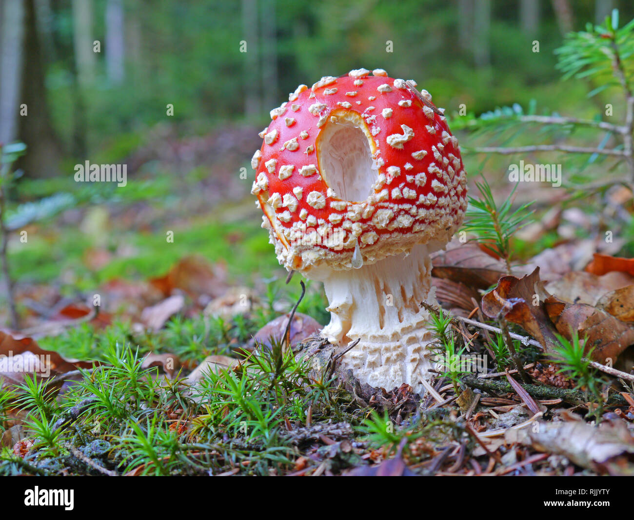 fly agaric on woodground with hole Stock Photo