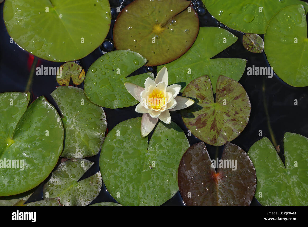 Leaves of the water lily swim in the pond / water lilies Stock Photo