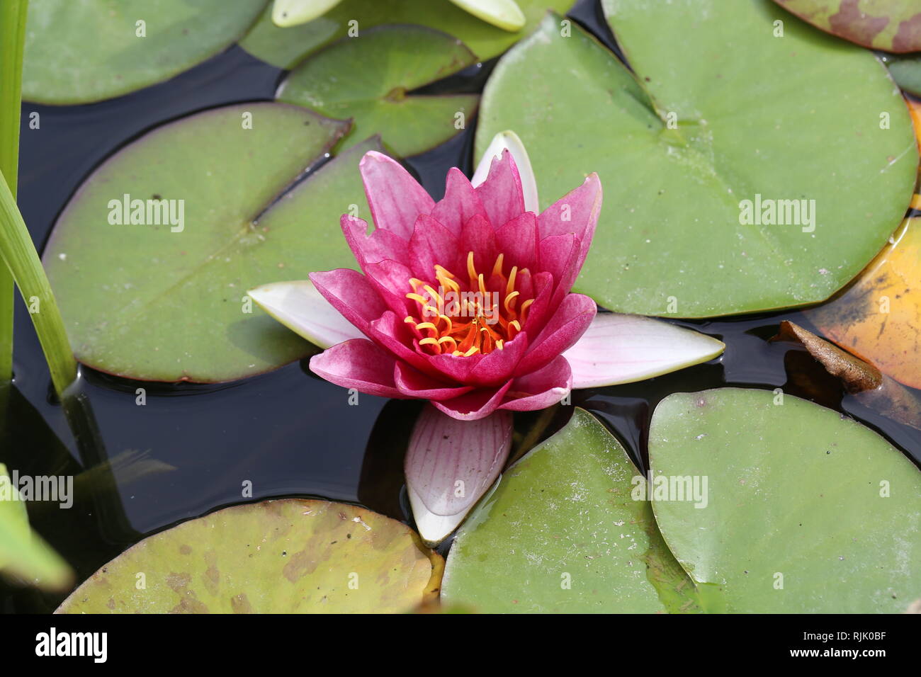 Leaves of the water lily swim in the pond / water lilies Stock Photo