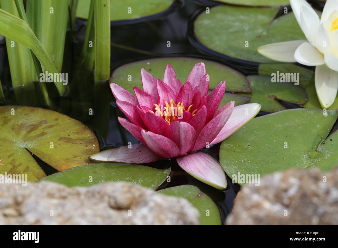 Leaves of the water lily swim in the pond / water lilies Stock Photo