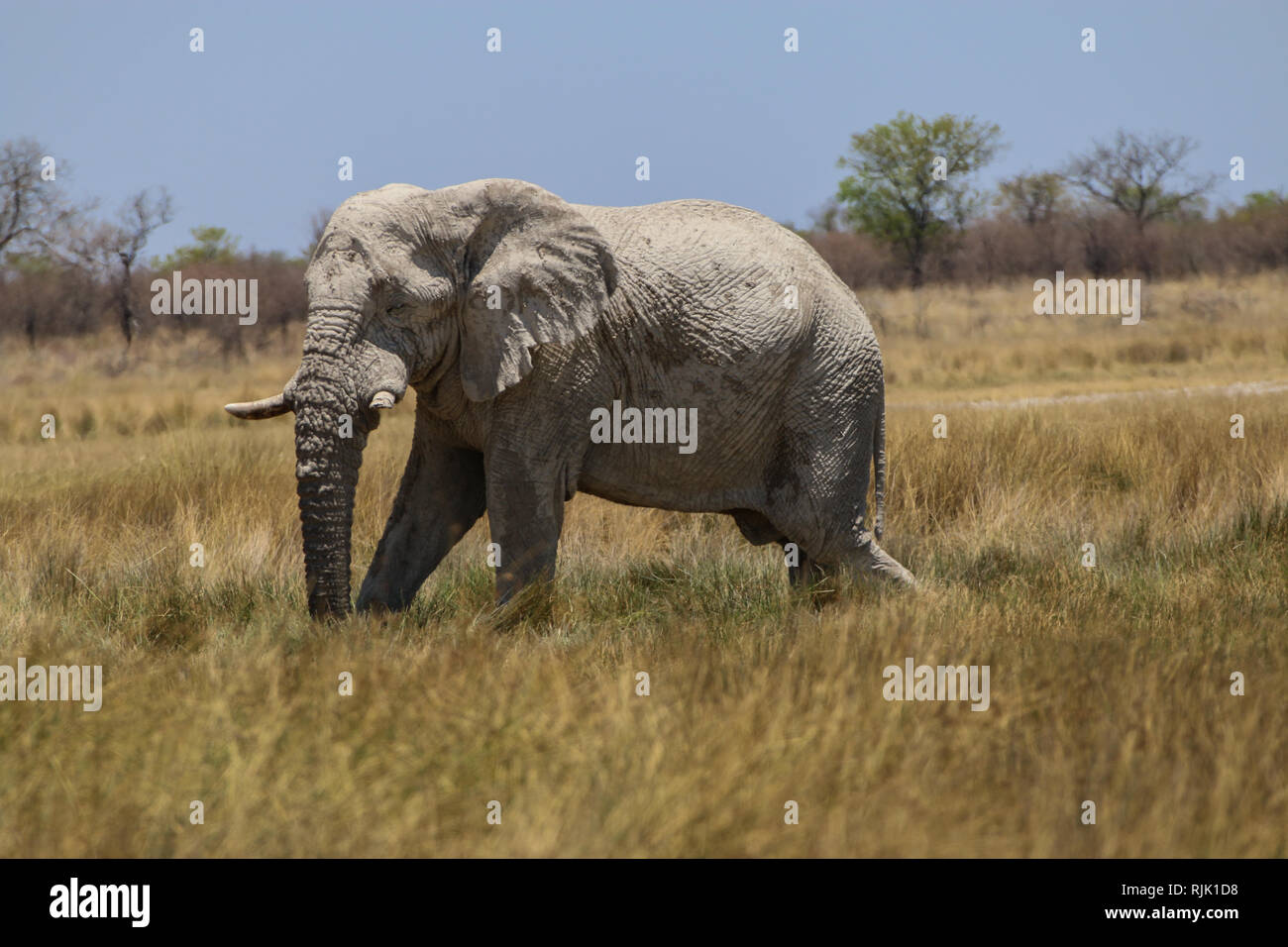 Elefantenbulle wandert durch den Etosha-Nationalpark Stock Photo