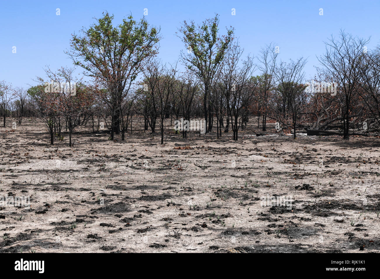 Abgebranntes Buschland im Etosha-Nationalpark Stock Photo