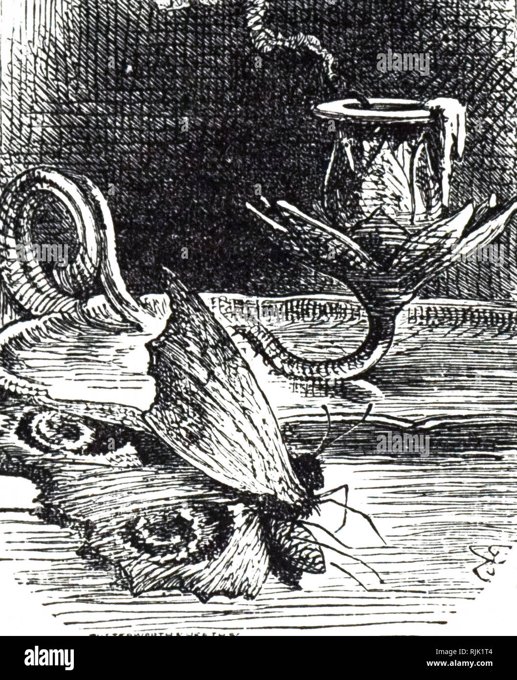 An engraving depicting a moth killed by the flame of a candle. Dated 19th century Stock Photo