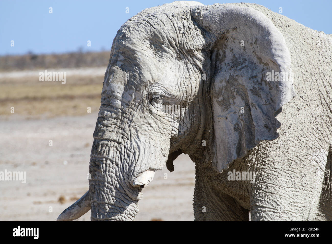 Elefant am Wasserloch Stock Photo