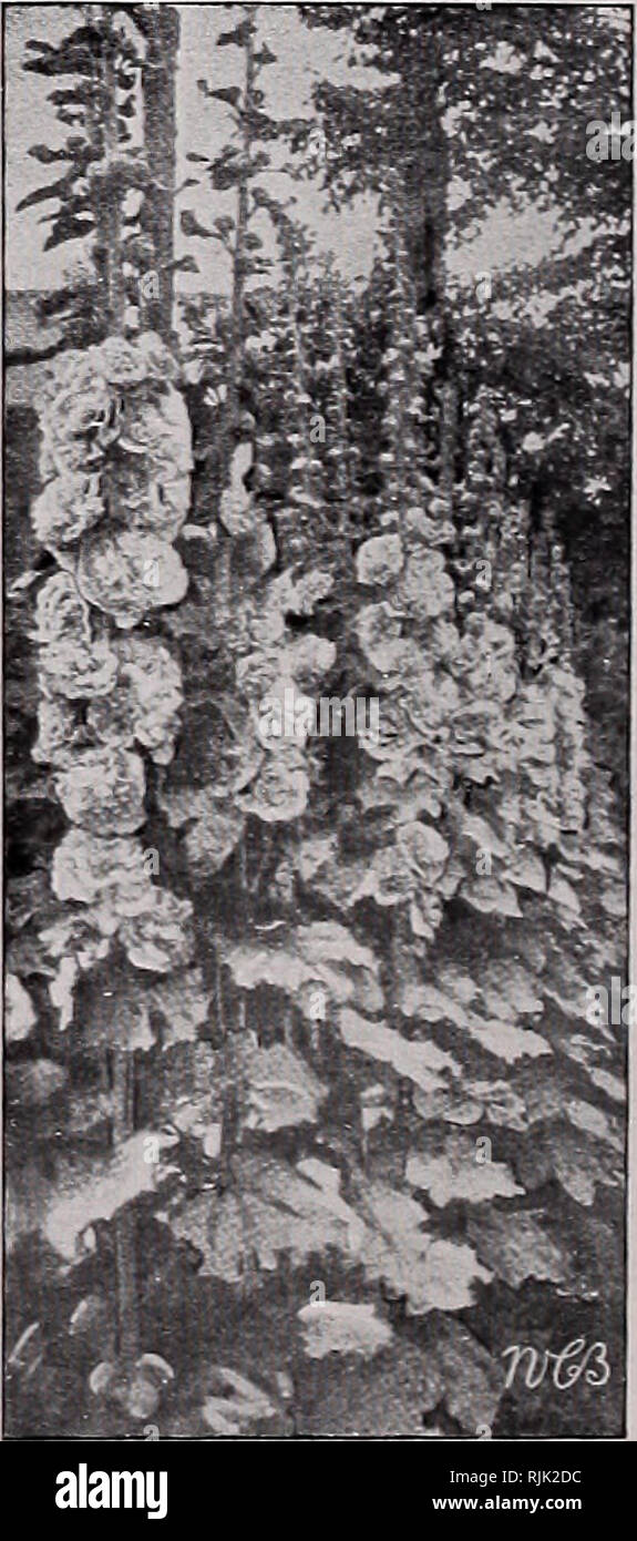 . Beckert's seed store : 1915. Nurseries (Horticulture) Pennsylvania Pittsburgh Catalogs; Nursery stock Pennsylvania Pittsburgh Catalogs; Vegetables Seeds Pennsylvania Pittsburgh Catalogs; Flowers Seeds Pennsylvania Pittsburgh Catalogs; Bulbs (Plants) Pennsylvania Pittsburgh Catalogs. Lemoine's Giant Heliotrope ANNUAL ORNAMENTAL GRASSES, continued Lagurus ovatus (Hare's Tail Grass). Small white spikes; ft. Pkt. 5 cts. Panicum tonsum. One of the nicest grasses for cutting. Pkt. 5c. Pennisetum Iongistylum. Graceful greenish white plumes. Pkt. 5 cts. Pennisetum Rupelianum (Purple Fountain Grass). Stock Photo