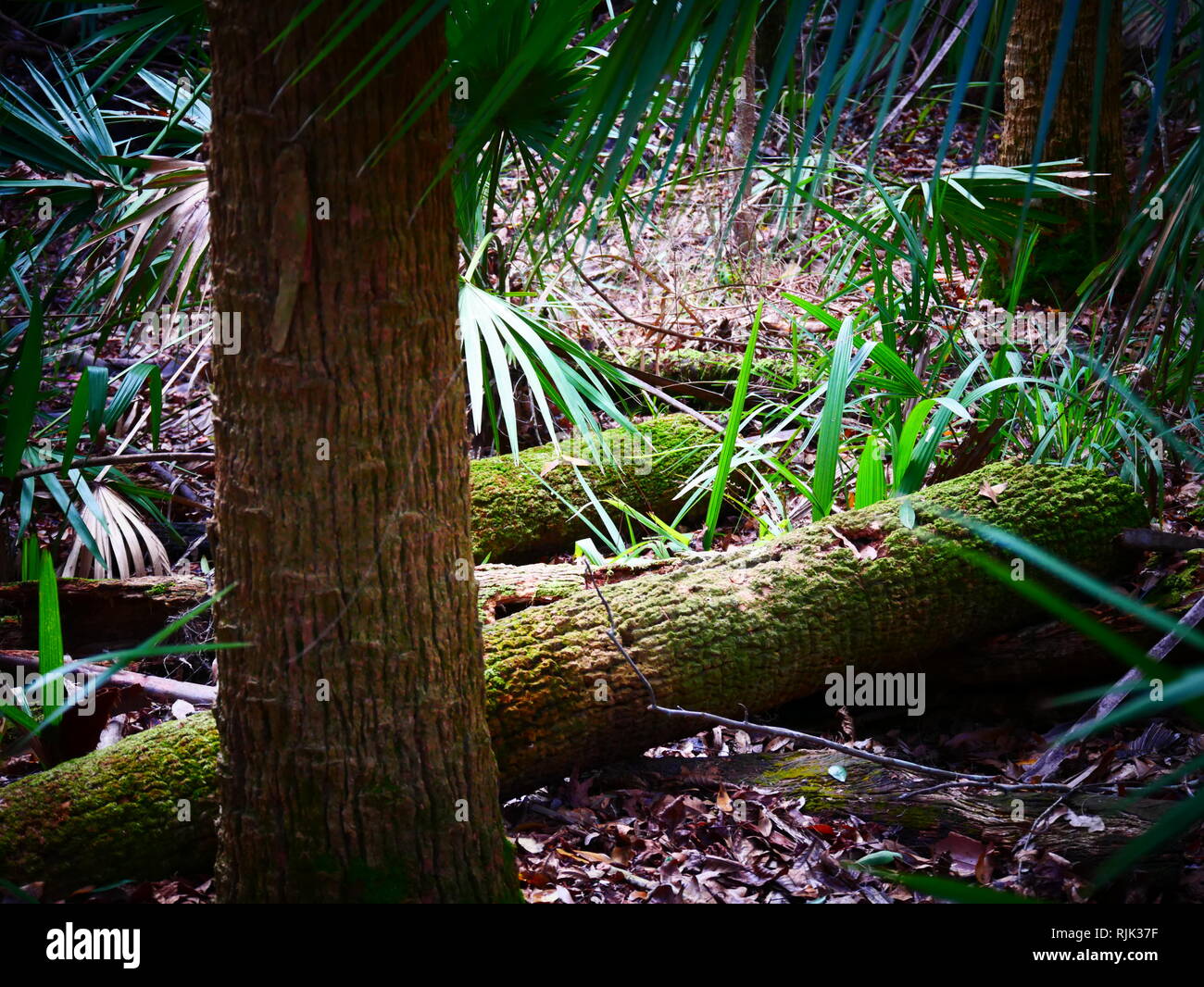 Tree cut down rainforest hires stock photography and images Alamy