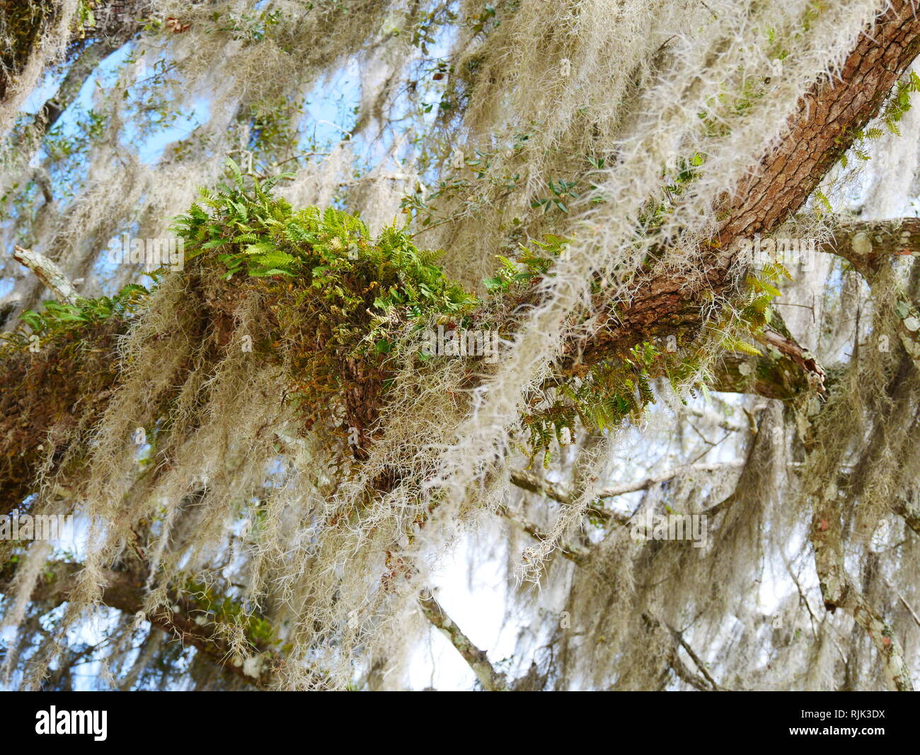 Spanish Moss tree Stock Photo Alamy