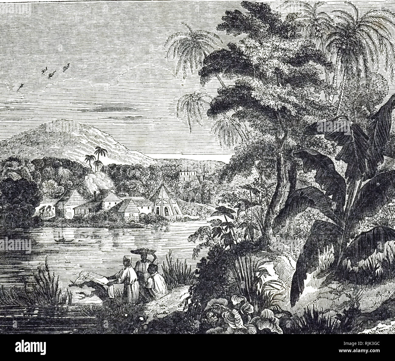 An engraving depicting a Jamaican sugarcane plantation during the sugar boom. African slaves harvested the sugar cane for their British owners. Dated 19th century Stock Photo