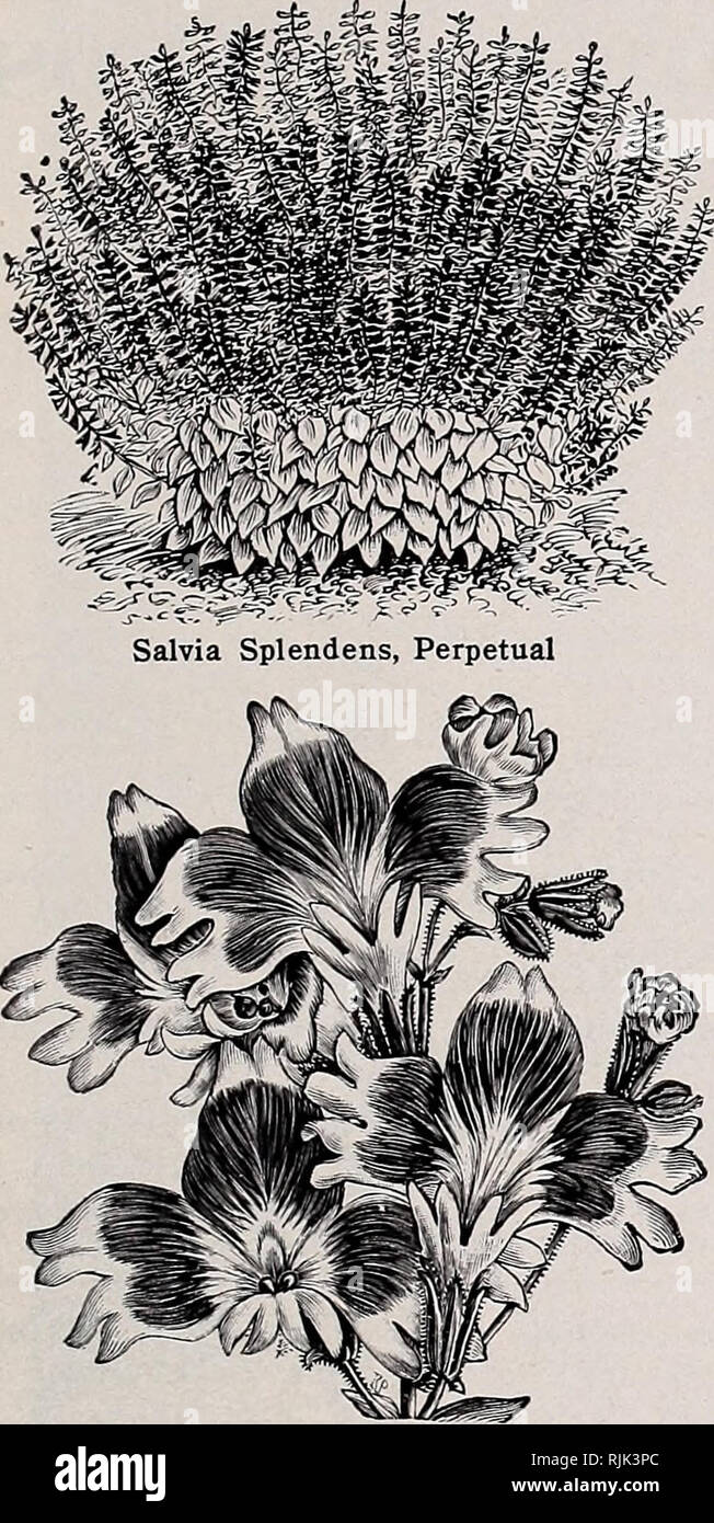 . Beckert's seeds : garden flower and lawn. Commercial catalogs Seeds; Vegetables Seeds Catalogs; Bulbs (Plants) Seeds Catalogs; Fruit Seeds Catalogs; Flowers Seeds Catalogs; Garden tools Catalogs. FLOWER SEED NOVELTIES, continued SALVIA GLOBOSA. Hardy biennial Sage, forming splendid rosettes of large and deeply cut silvery gray, woolly leaves, ij^ to 1% feet in length, by 10 to 12 inches in breadth. The globe-shaped inflorescence, appearing the second year, attains a height of 3 feet, producing an innumerable number of large, white flowers. Very effective ornamental foliage plant for the lawn Stock Photo