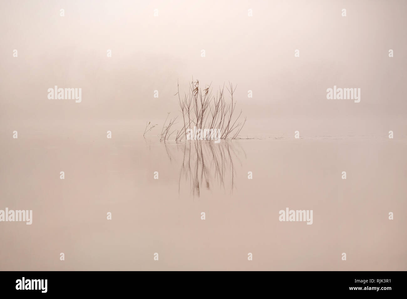 Plant in a foggy lake with a tranquil and melancholic mood Stock Photo