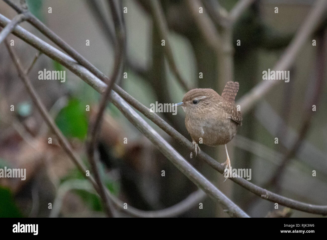 Single Eurasian wren (Troglodytes troglodytes) perched on winter branches in woodland Stock Photo