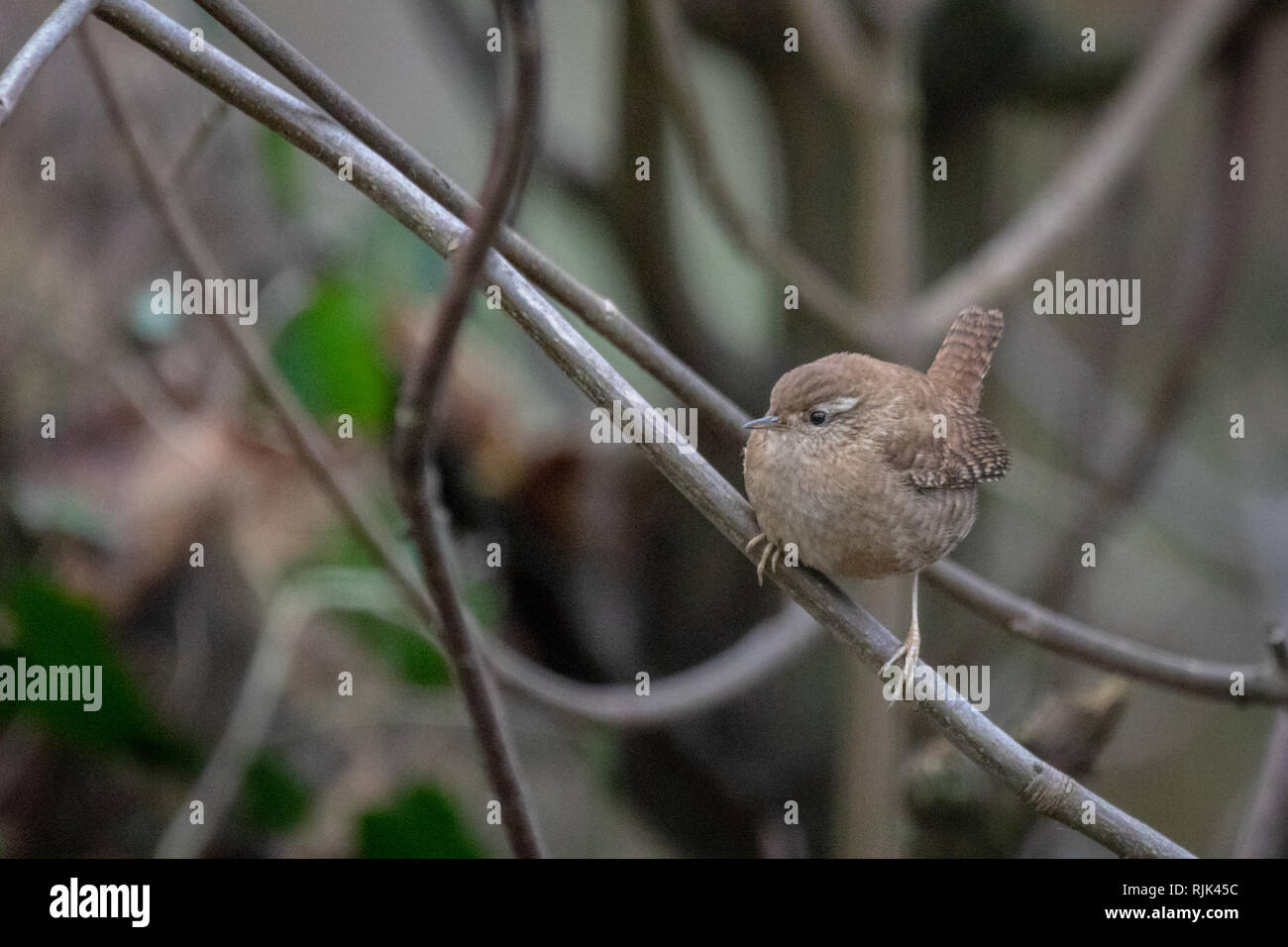 Single Eurasian wren (Troglodytes troglodytes) perched on winter branches in woodland Stock Photo